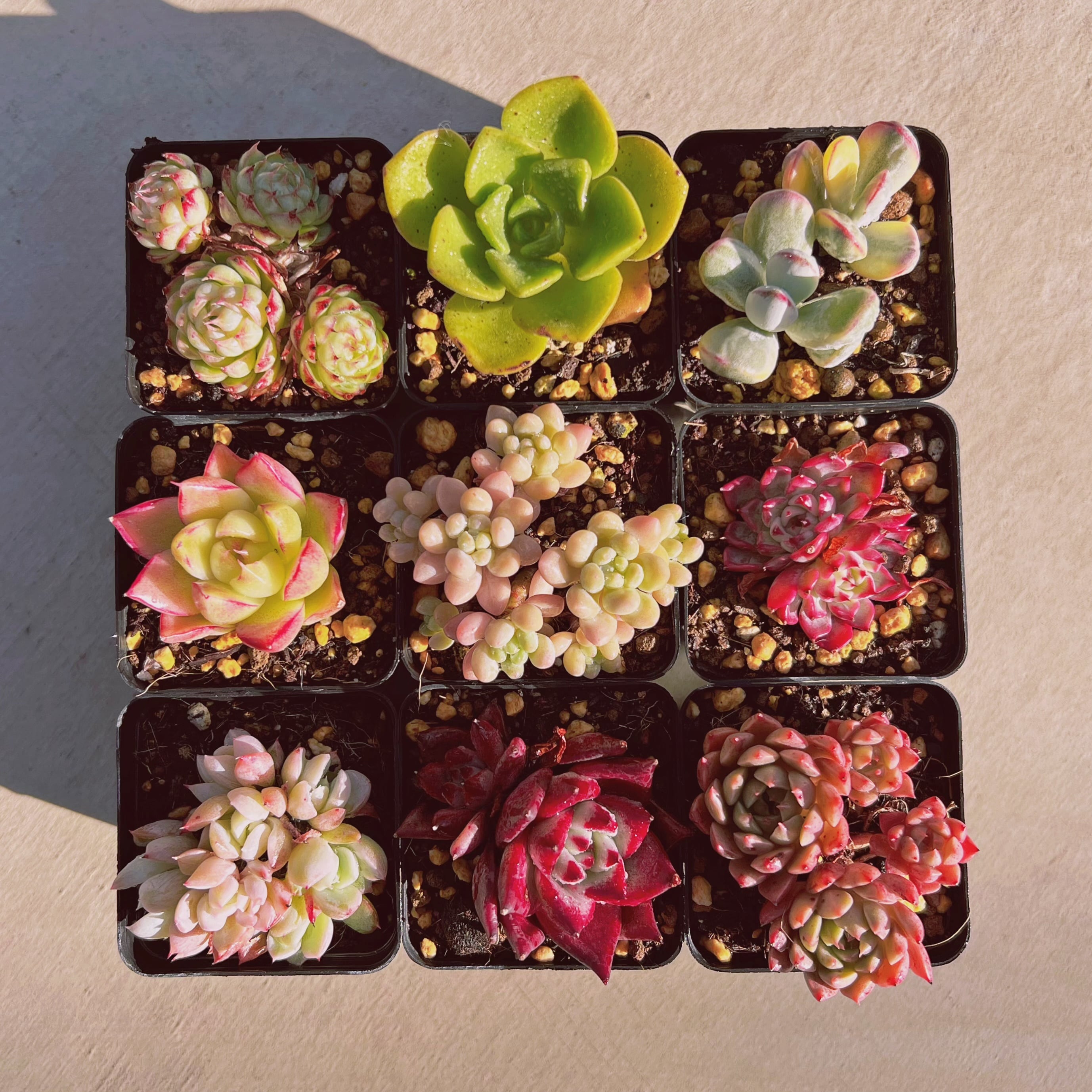 セットL(1月26日base販売会)