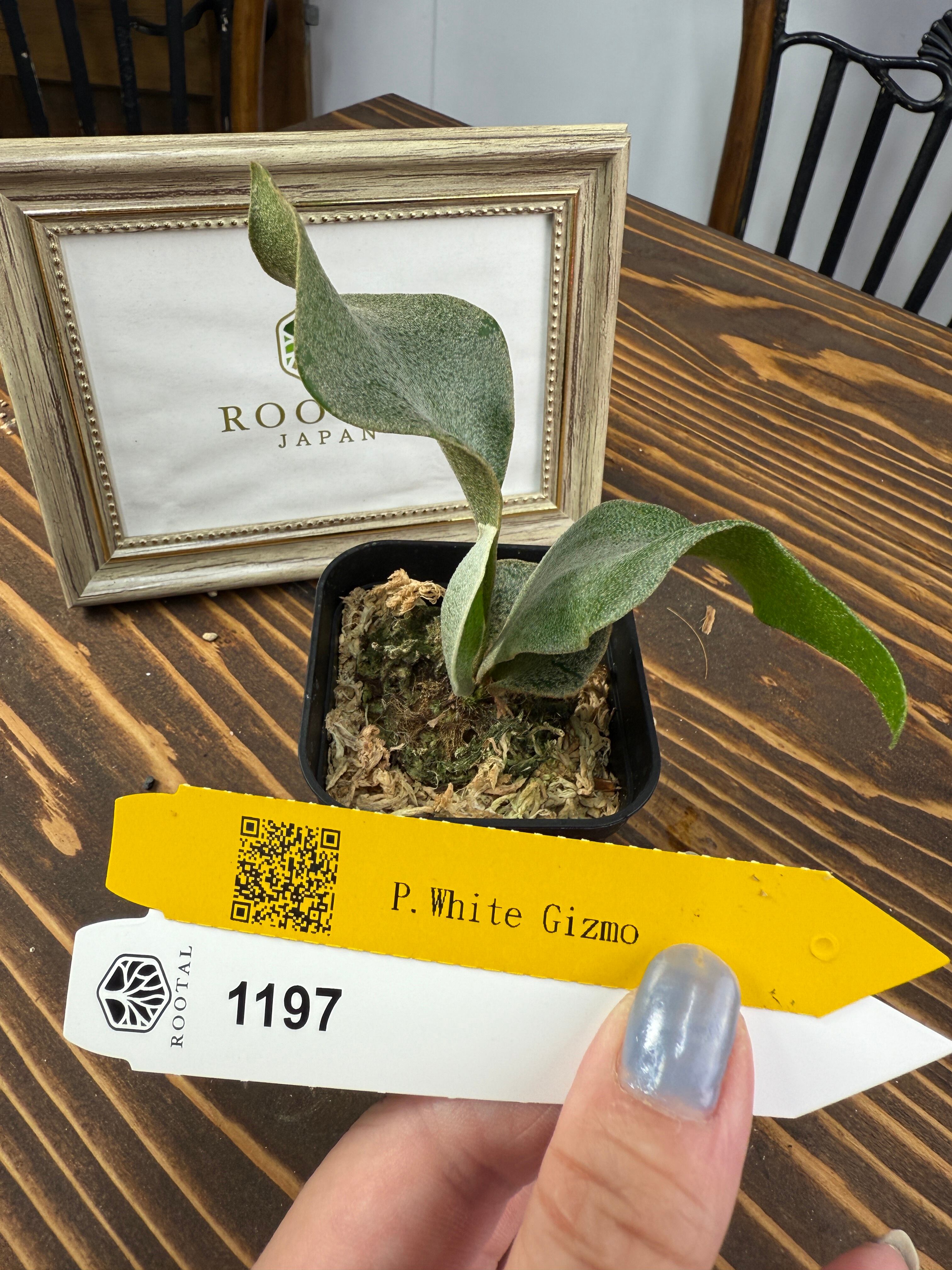 ビカクシダ | ROOTALPLANTS