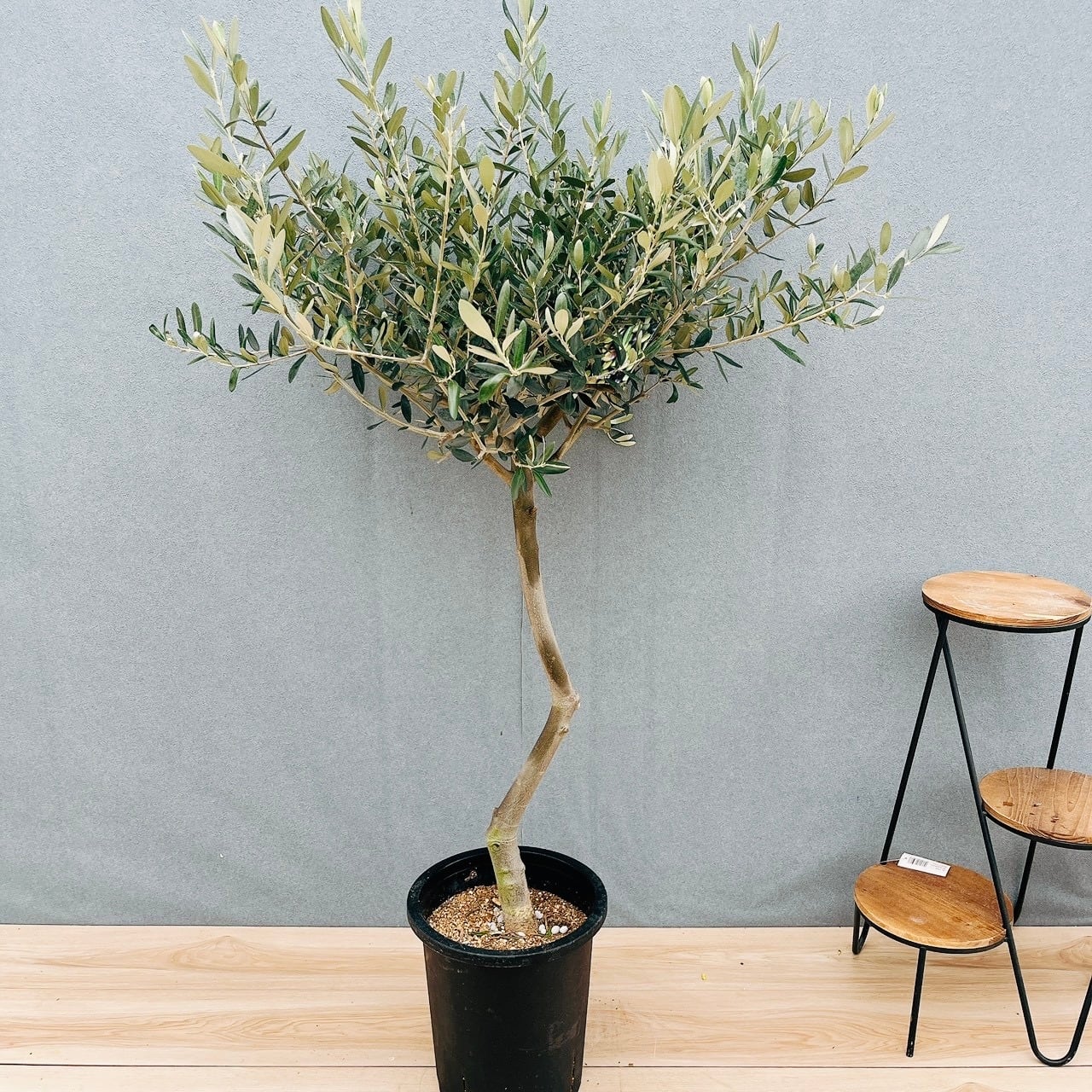 オリーブ　創樹　ルッカ　8 現品］H 創樹 オリーブ ルッカ 8号 観葉植物 大型 屋外 オリーブの木