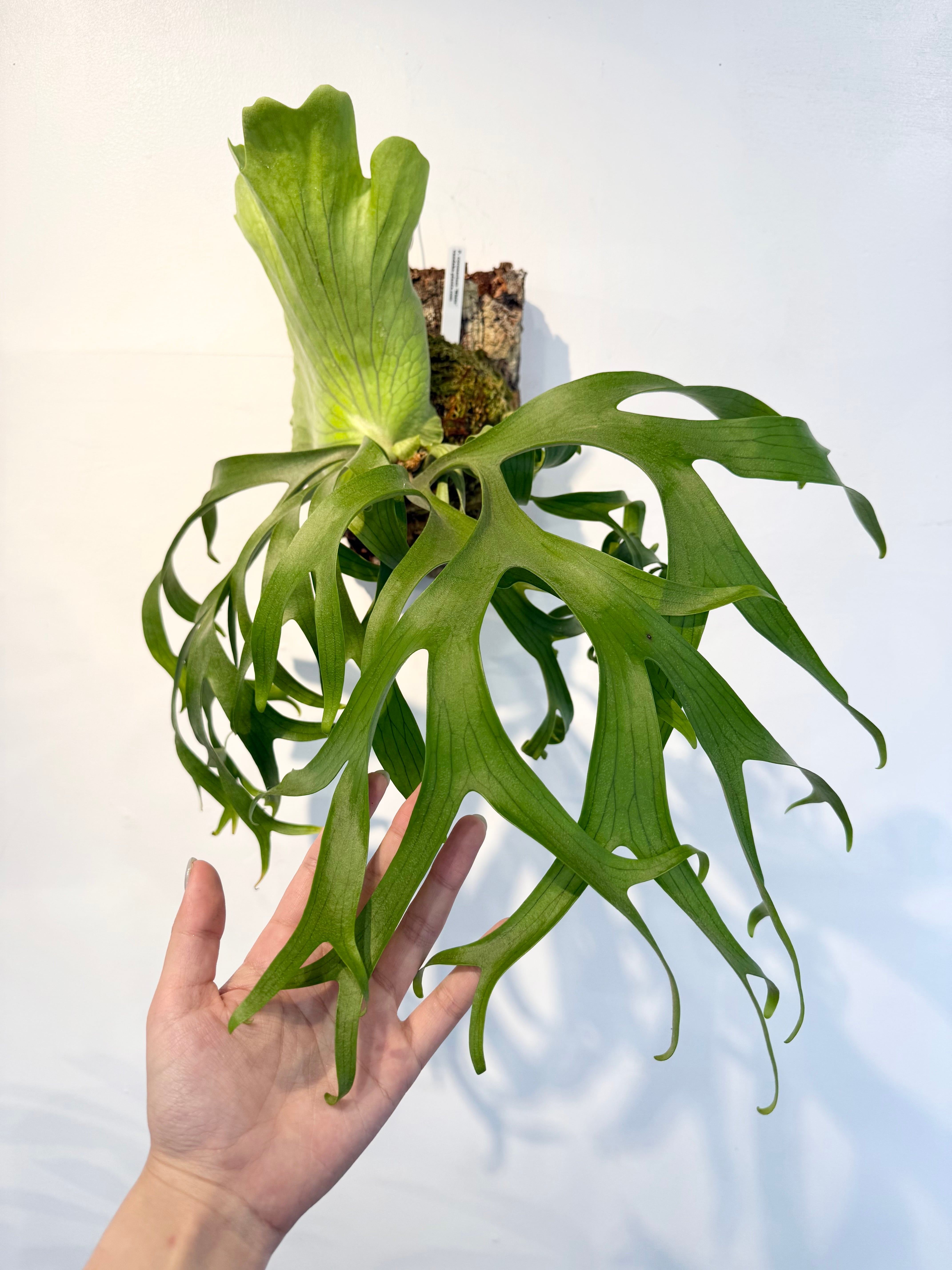 a) P. coronarium 'White' ビカクシダ コロナリウム 'ホワイト