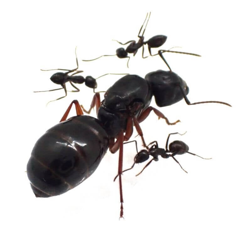 ミヤコオオアリ｜女王｜Camponotus friedae | あり巣 in underground