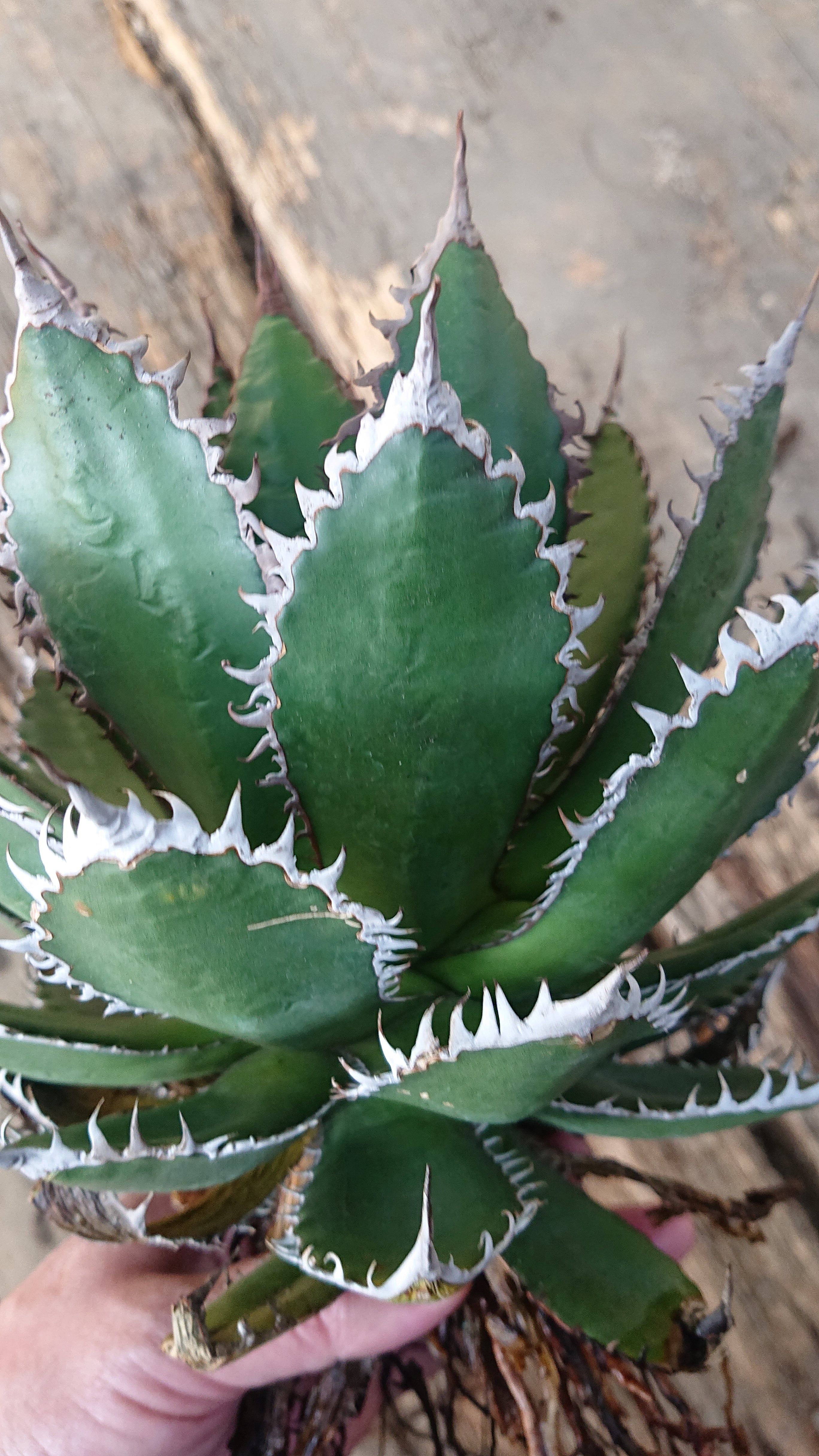 no.1 アガベ ホリダ agave horrida 【発根済】 | 多肉植物ハオルチア