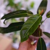 フィロデンドロン パトリシアエ / Philodendron patriciae⑯ / 観葉植物