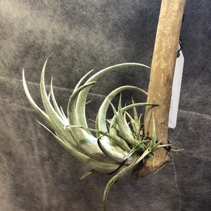 Tillandsia karwinskyana