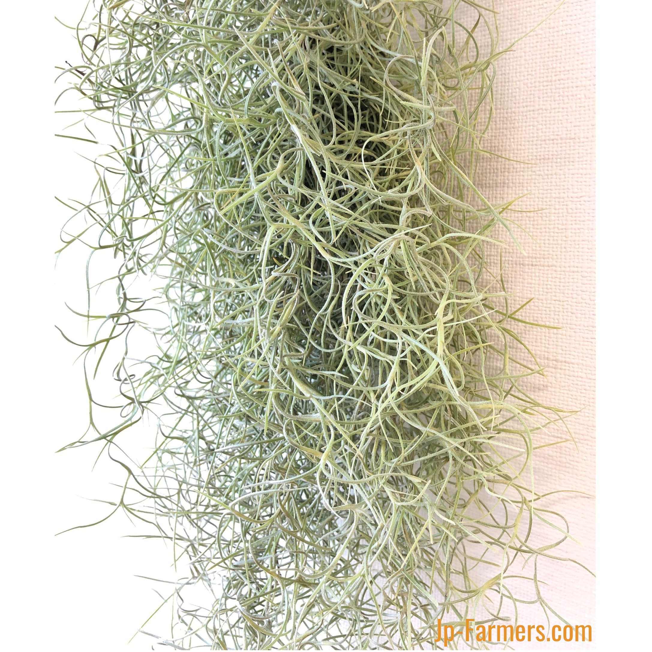ナチュラルなインテリア スパニッシュモス チランジア ウスネオイデス Tillandsia Usneoides Jp Farmers Com ナチュラルなインテリア スパニッシュモス チランジア ウスネオイデス Tillandsia Usneoides Jp Farmers Com