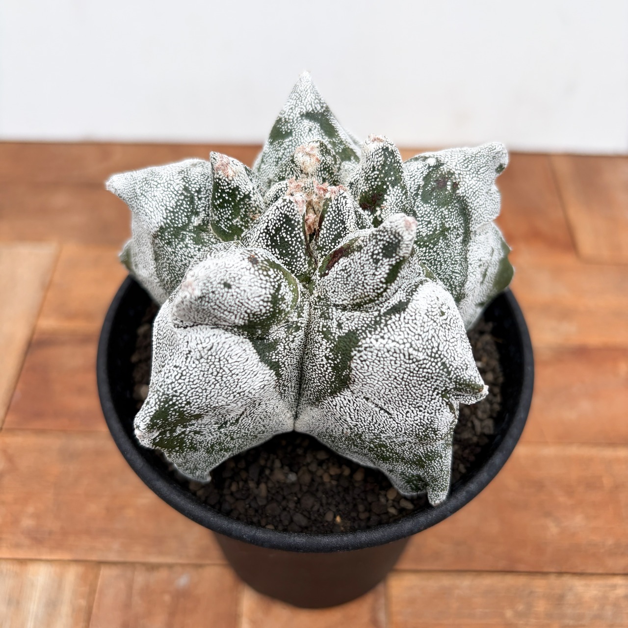 Astrophytum myriostigma【アストロフィツム・亀甲ランポー】