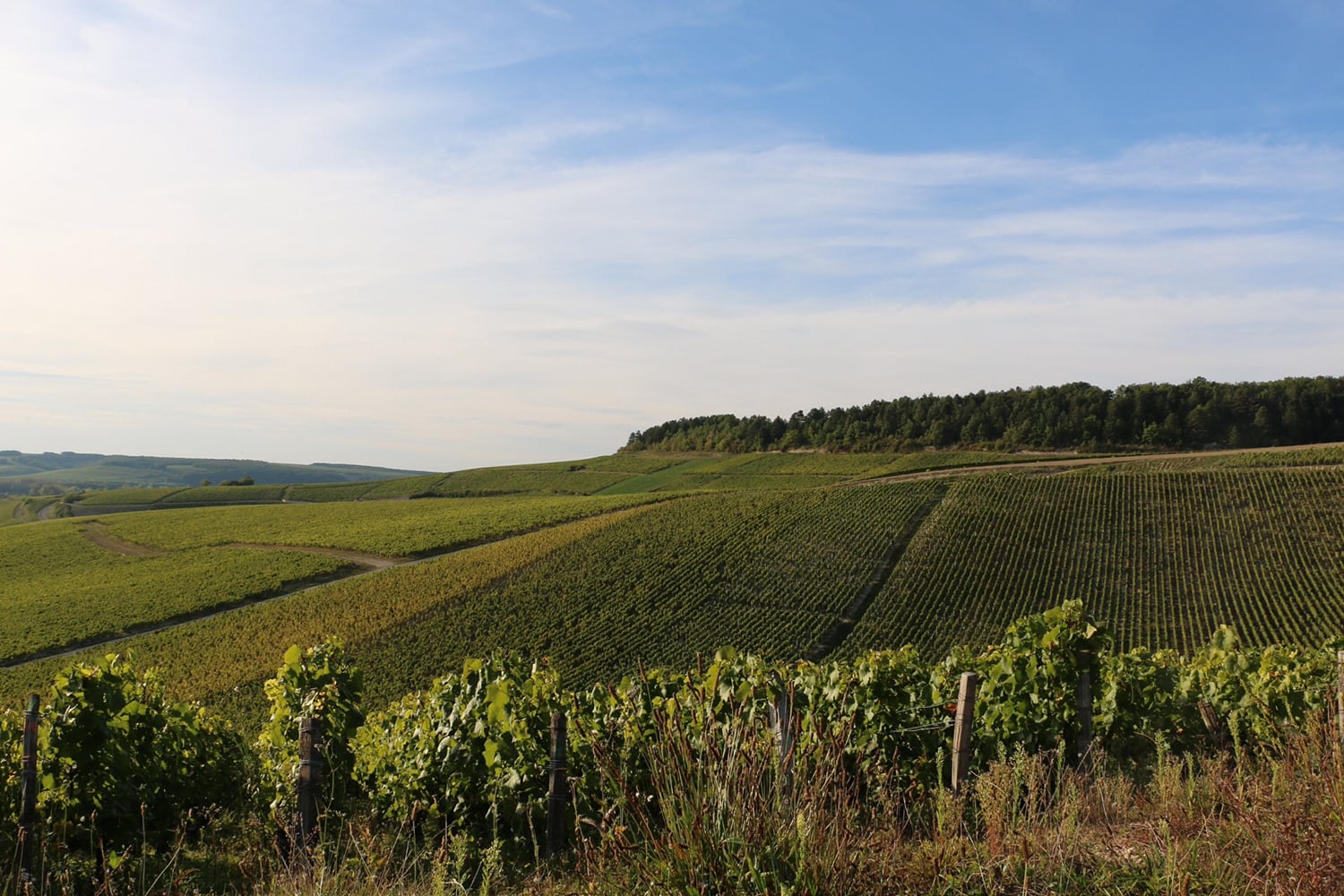 ジル・エ・ロマン・コレ クレマン・ド・ブルゴーニュ NV／Gilles & Romain Collet Cremant de Bourgogne　NV（K20）