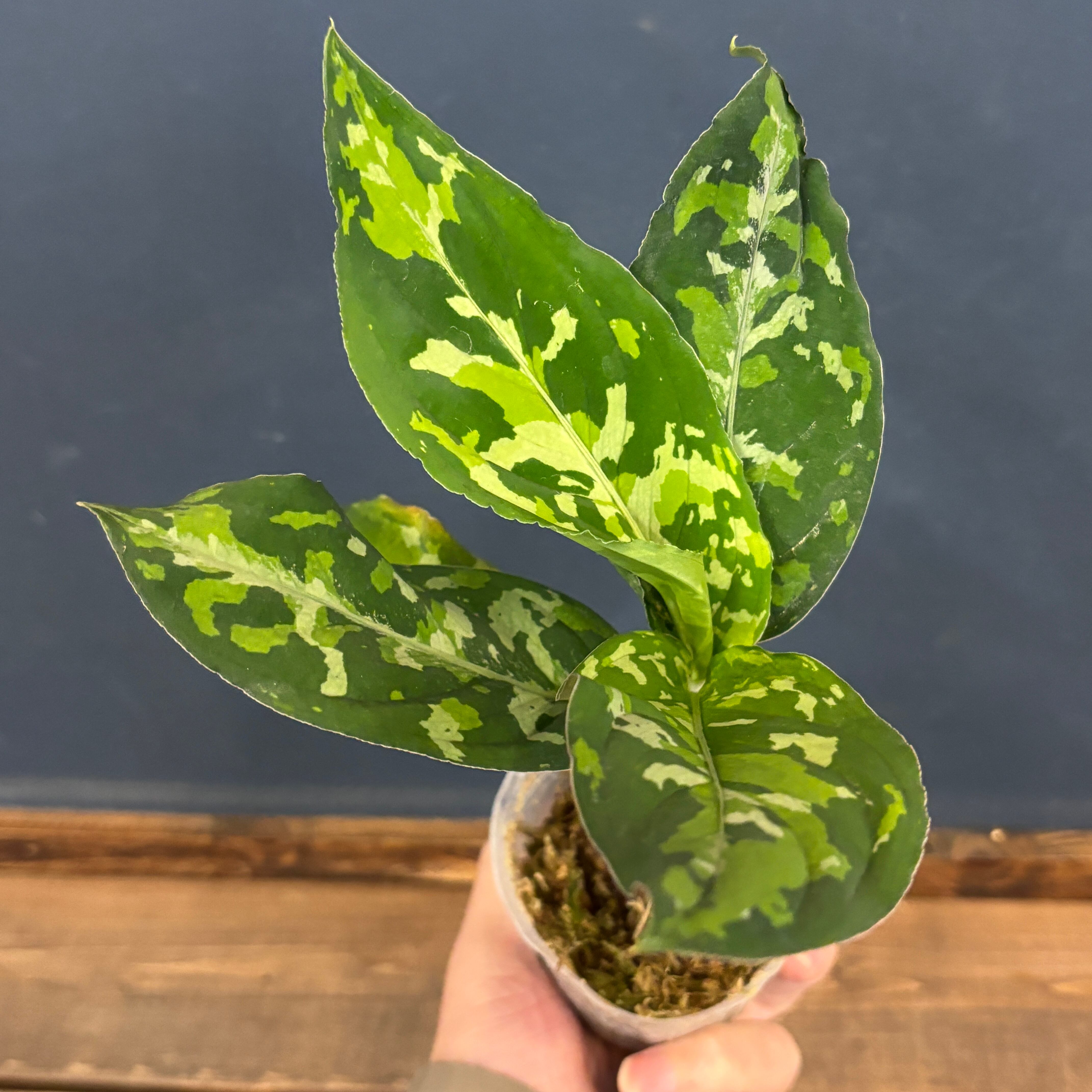 (HL-017-F) アグラオネマ　ピクタム HL-017-F) アグラオネマピクタム