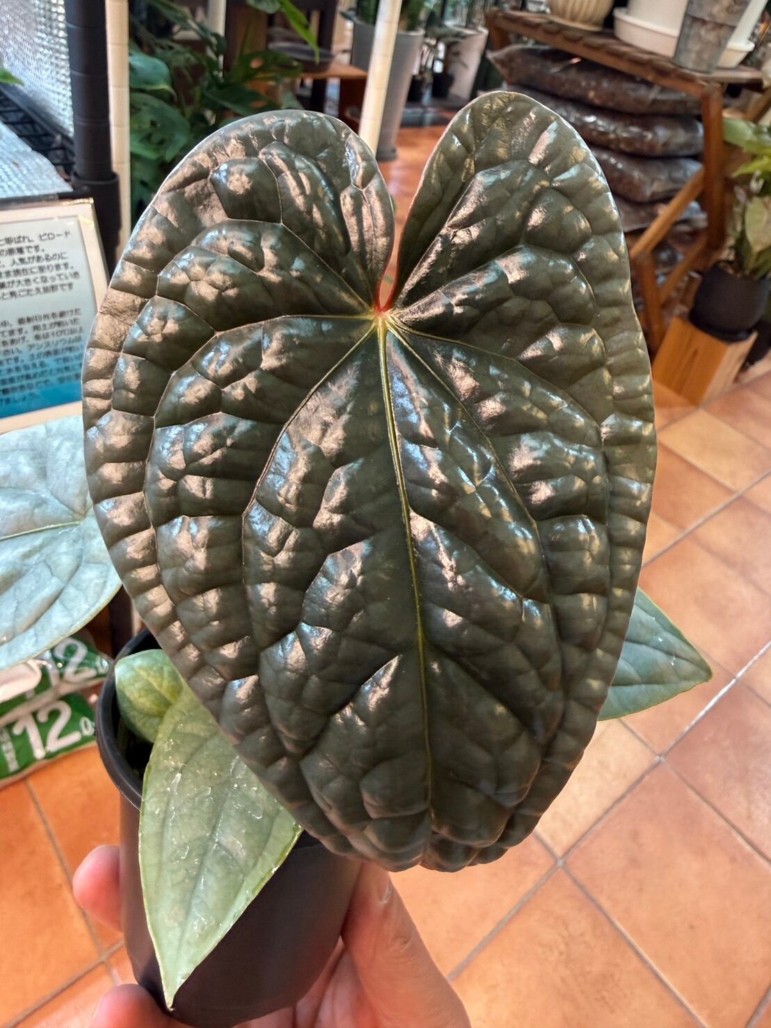 アンスリウム・ワロクアナム ④ 2.5号 希少 | 観葉植物と雑貨のお店