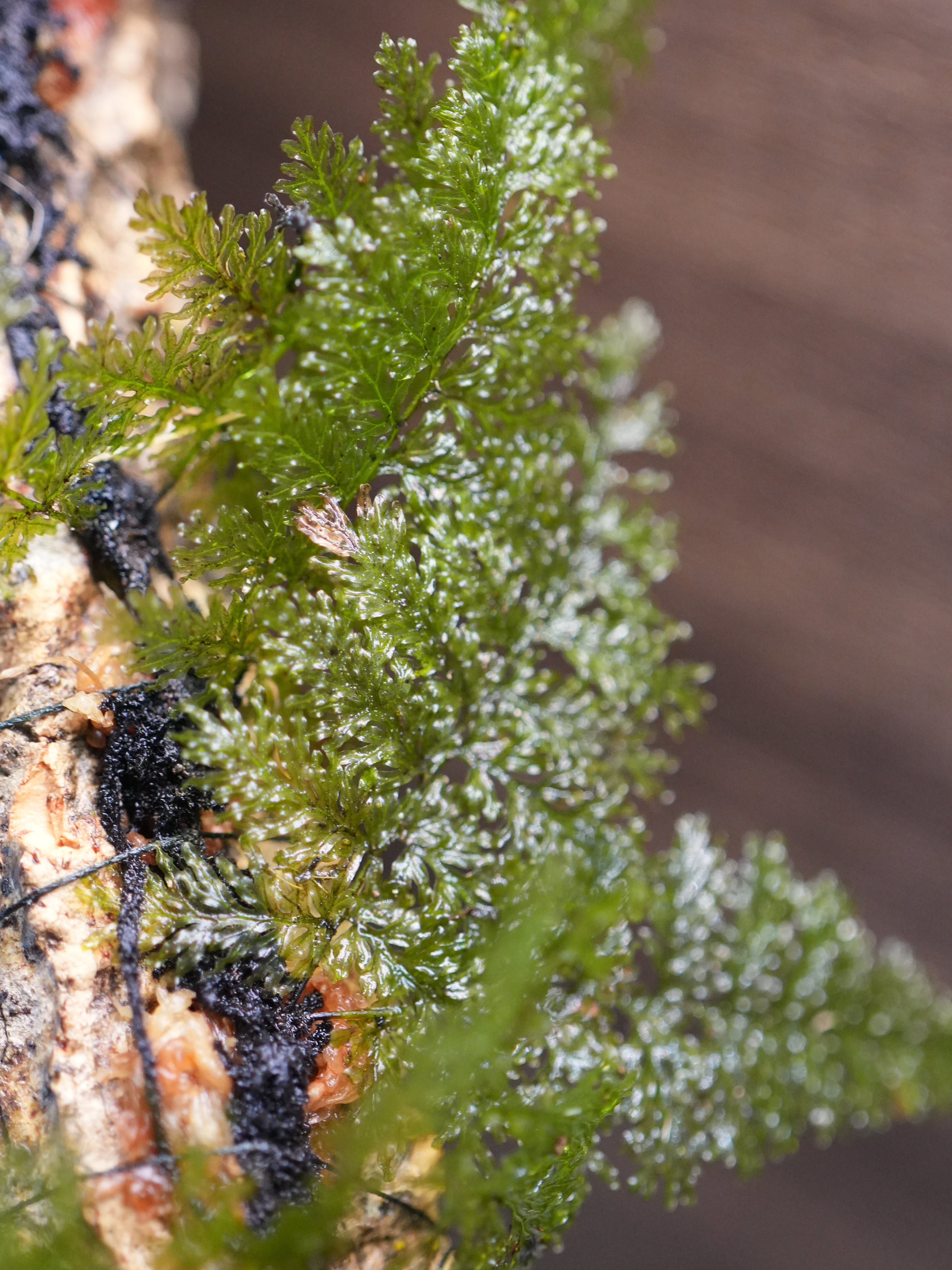 SCALE_VIVARIUM | 蝉ノナキガラ