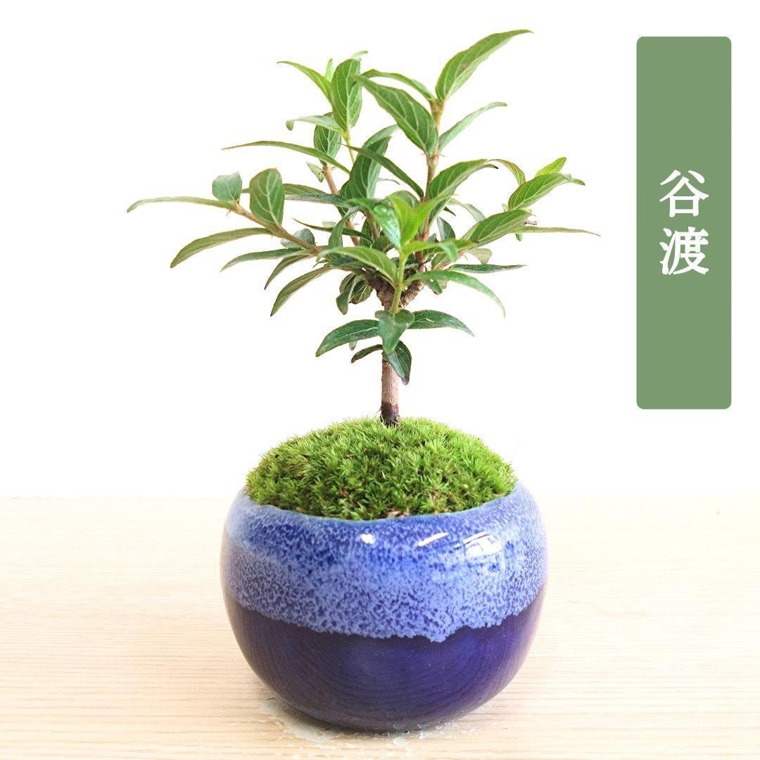 POTOCO 唐楓 楓 カエデ 観葉植物 陶器鉢 盆栽 小品盆栽 苔玉 苔 | POTOCO