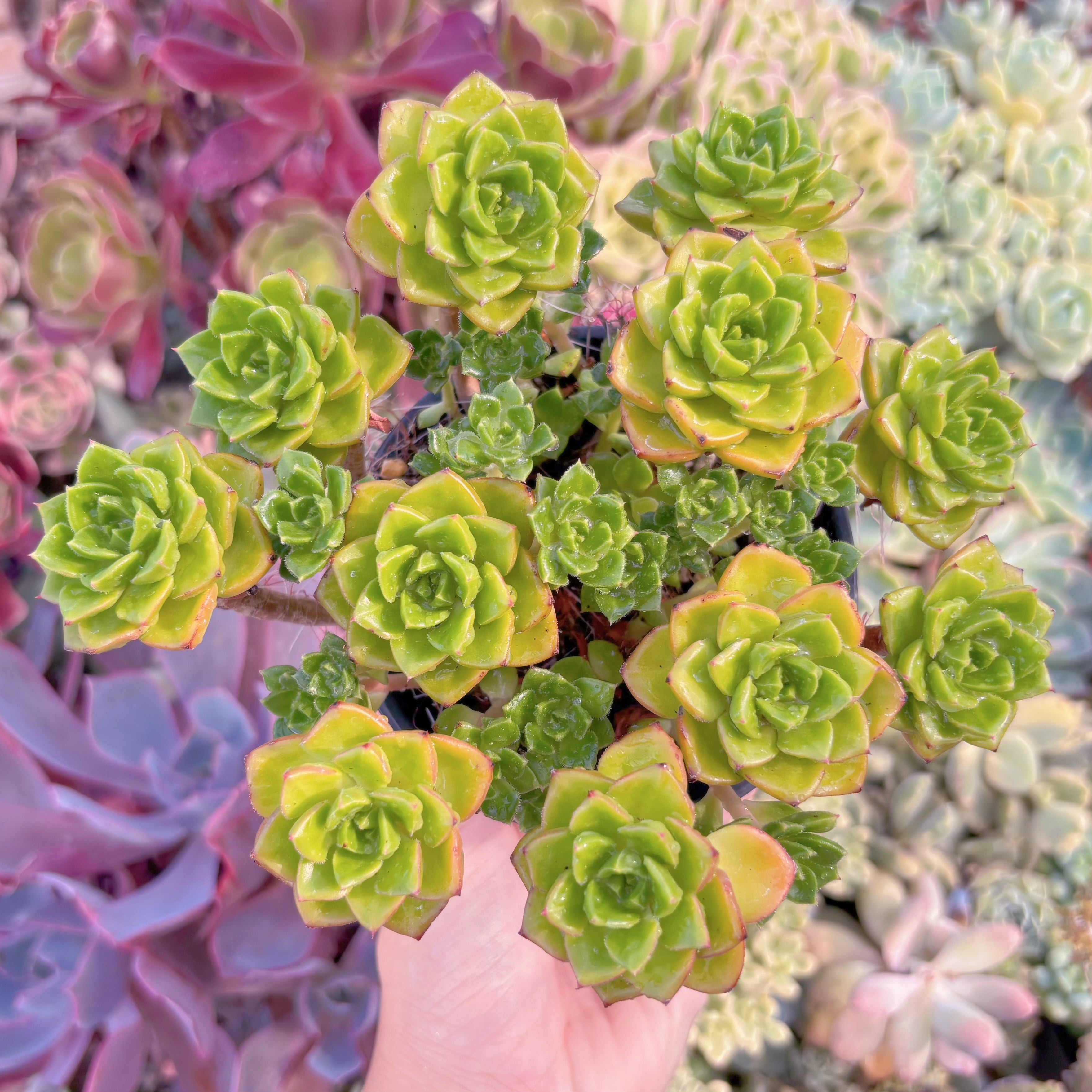 現品　レティジア#300　るる農園