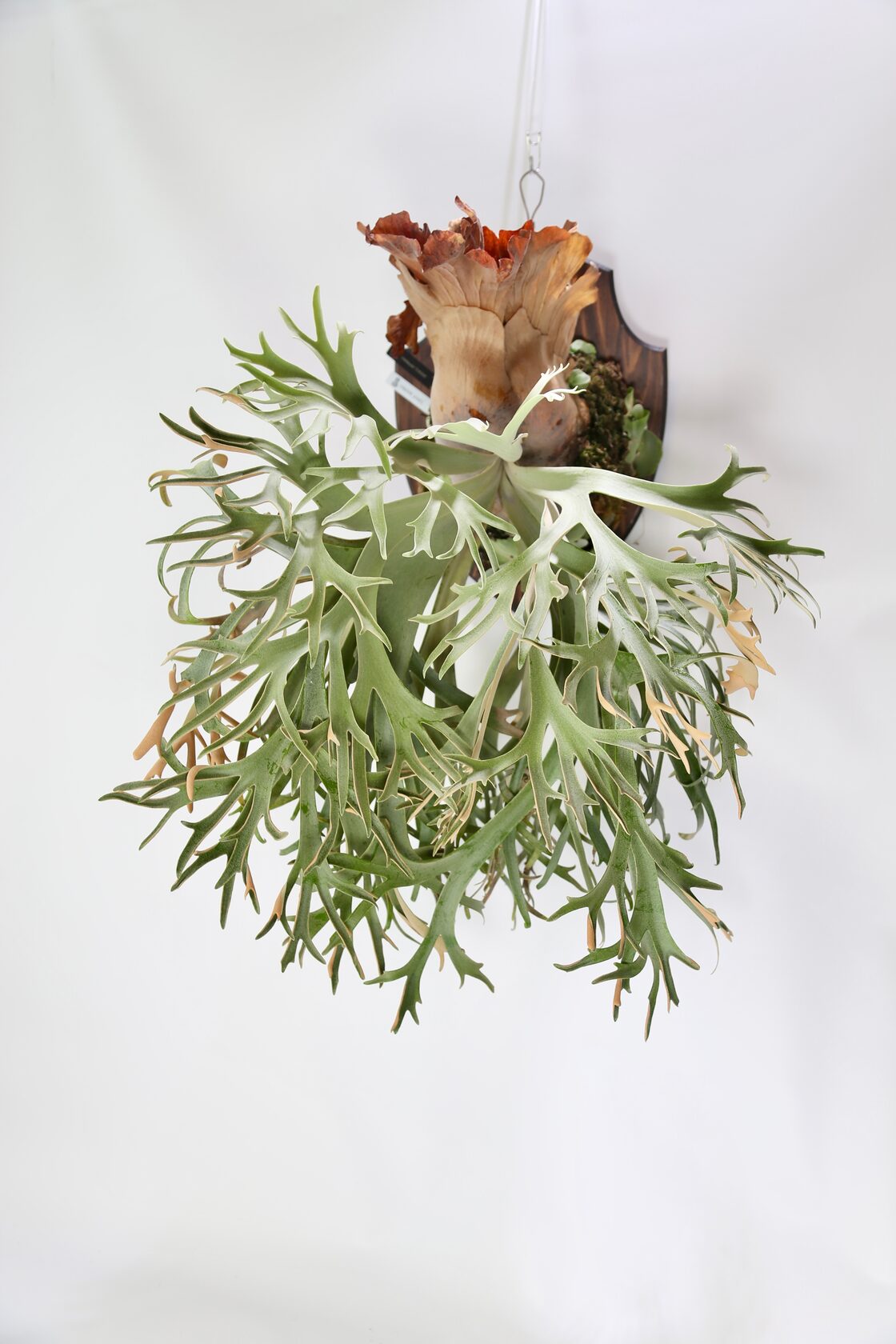 P.Willinckii 月光爪哇 Pups | Pay ID
