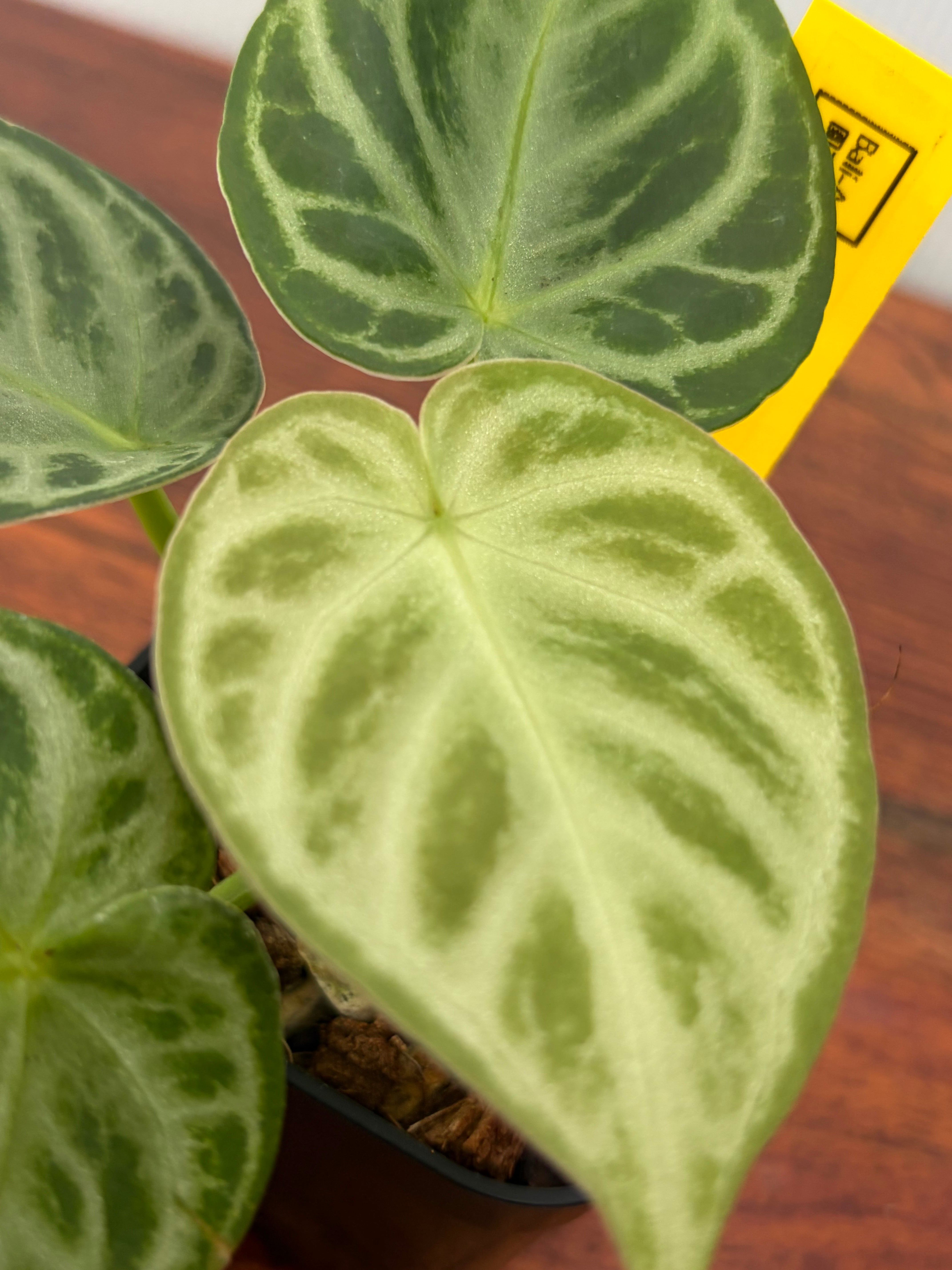 Anthurium | BALI-AN 園芸