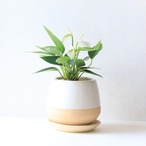 【グリーン】アンスリウム　ホワイト