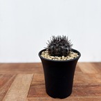 Neochilenia pulchella ｖ.esmeraldana【ネオチレニア・プルケラ・実生】