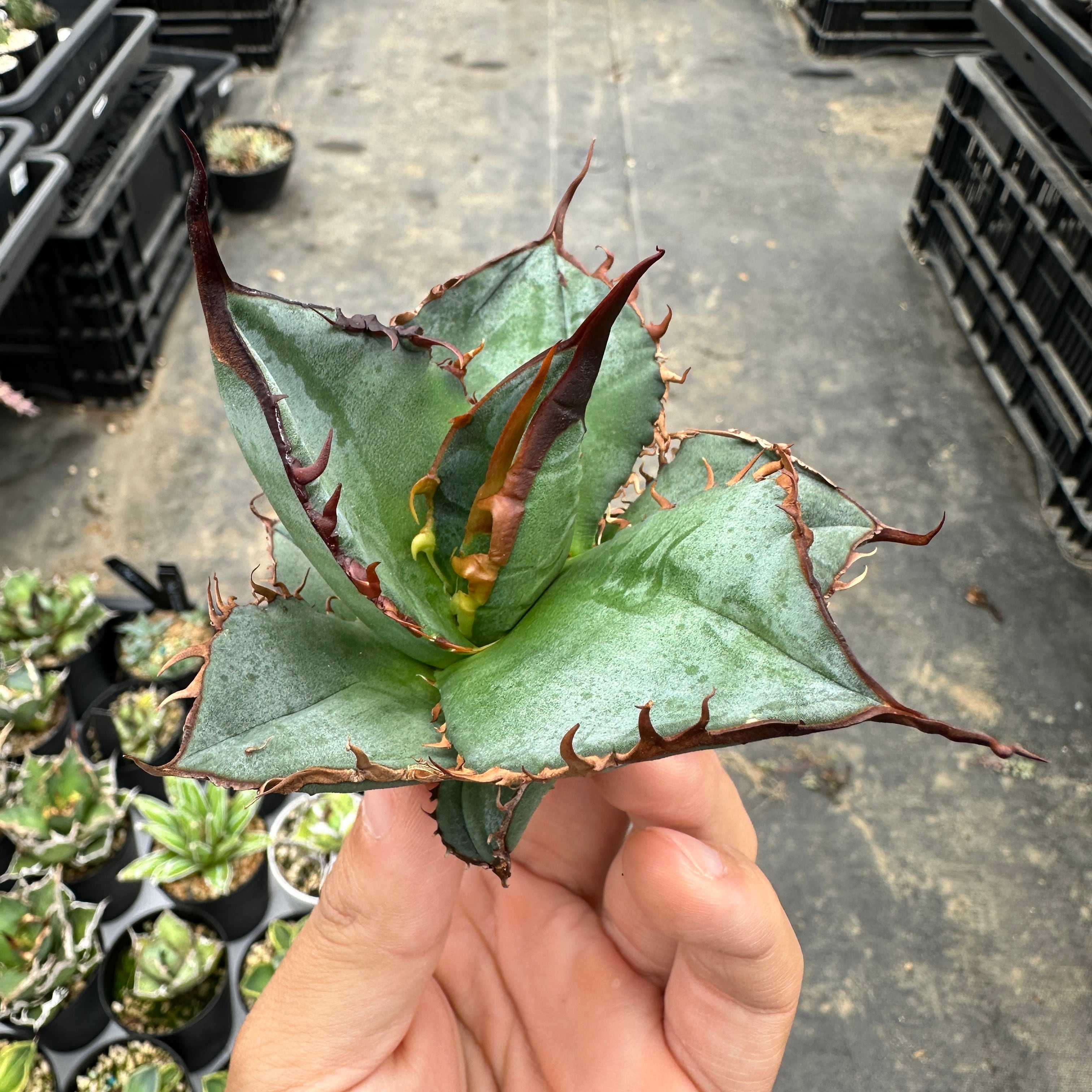 アガベ　チタノタ　大株　国産古株 アガベ チタノタ FO-76 国産古株 | THE CORE