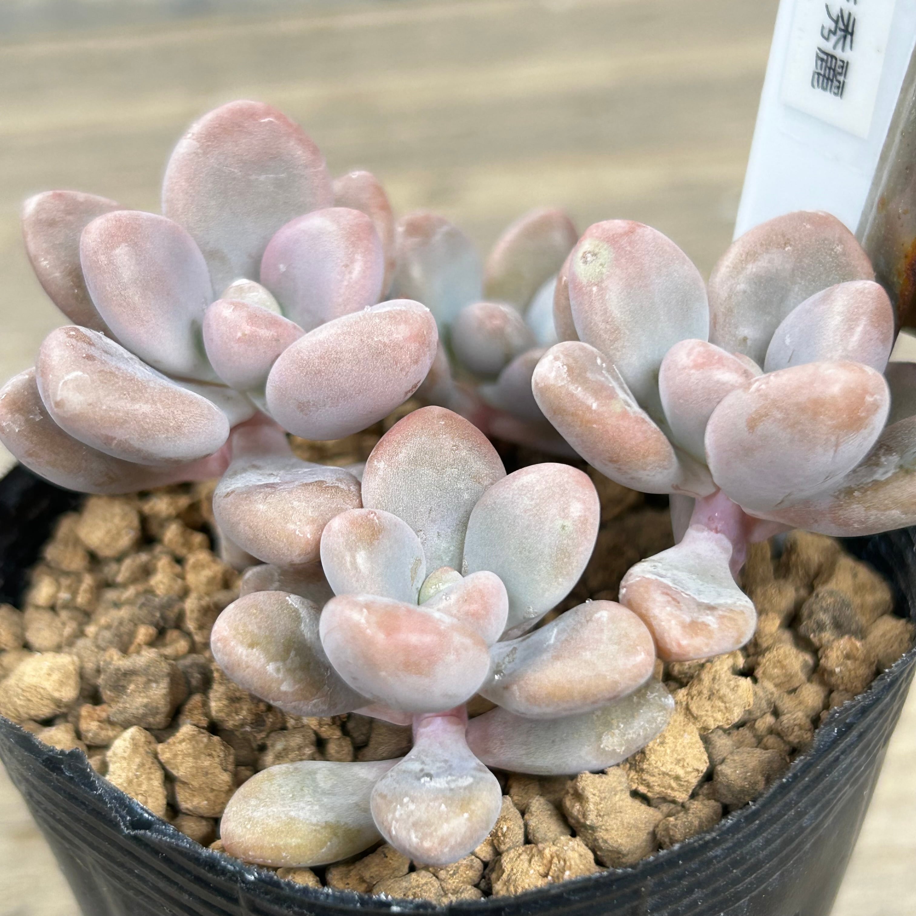 だるま秀麗 | RuPo 多肉植物専門店
