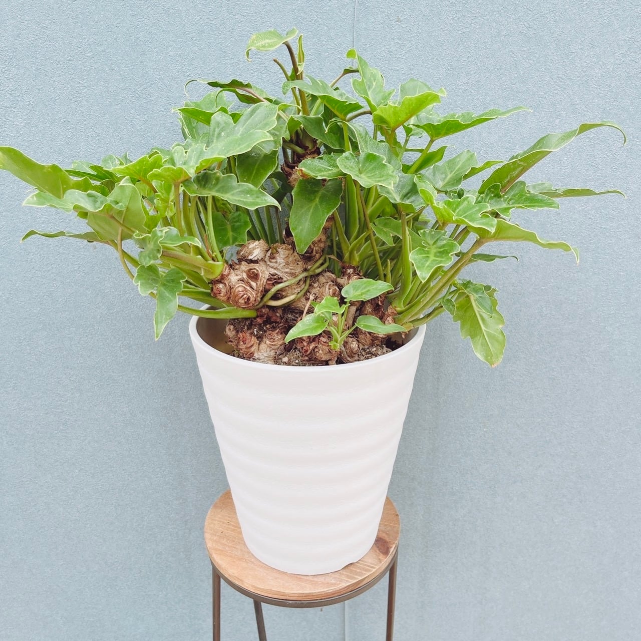 現品　キンコウボク　金厚朴　希少　24番　観葉植物　植木　インテリアグリーン 現品］3番 キンコウボク 7号 観葉植物 屋外 珍しい 金厚朴 香水 花