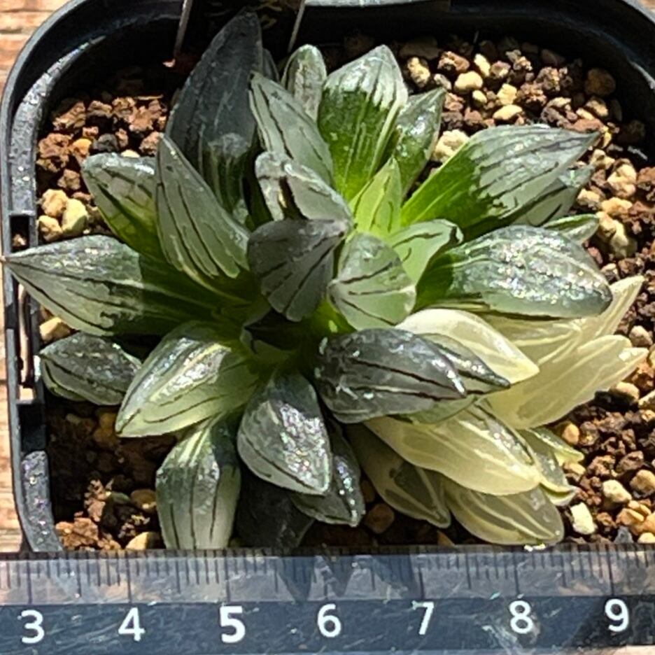 ハオルチア アトロフスカミュータント錦 | mocono_plants