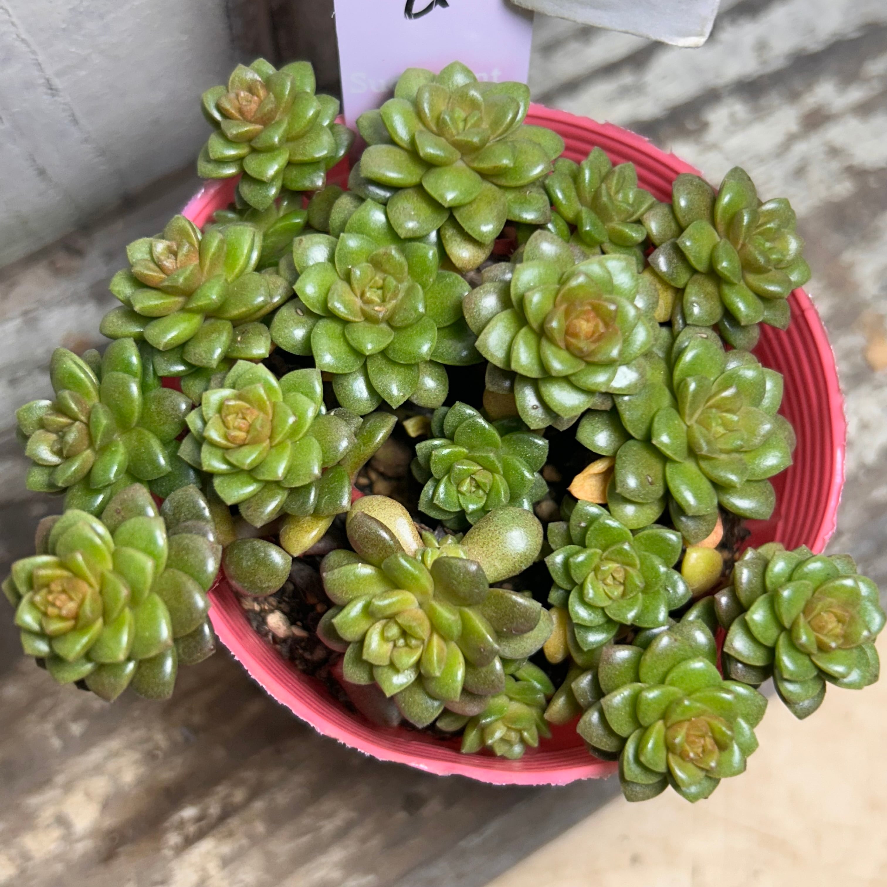 ローズセダム | RuPo 多肉植物専門店