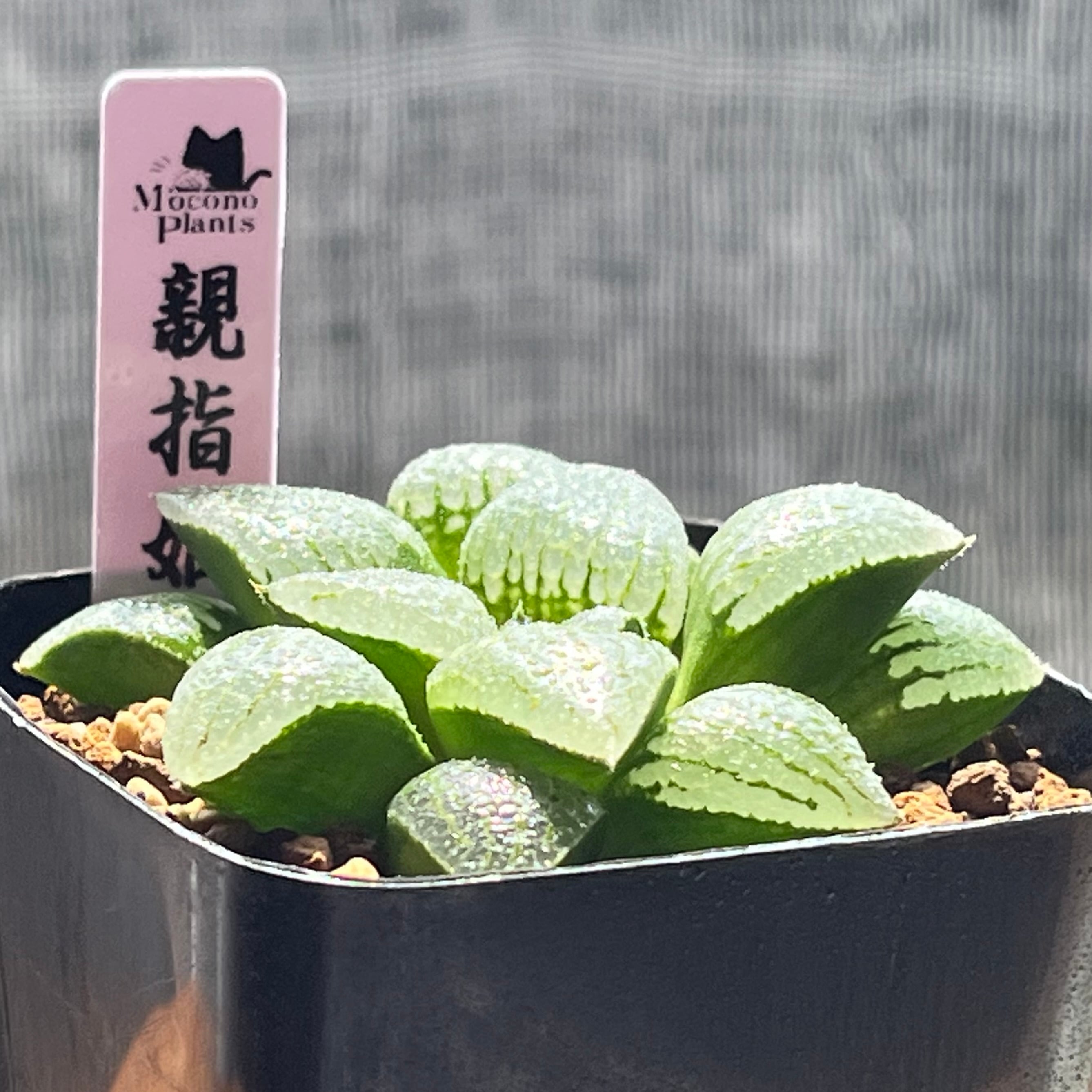 ハオルチア 親指姫 | mocono_plants