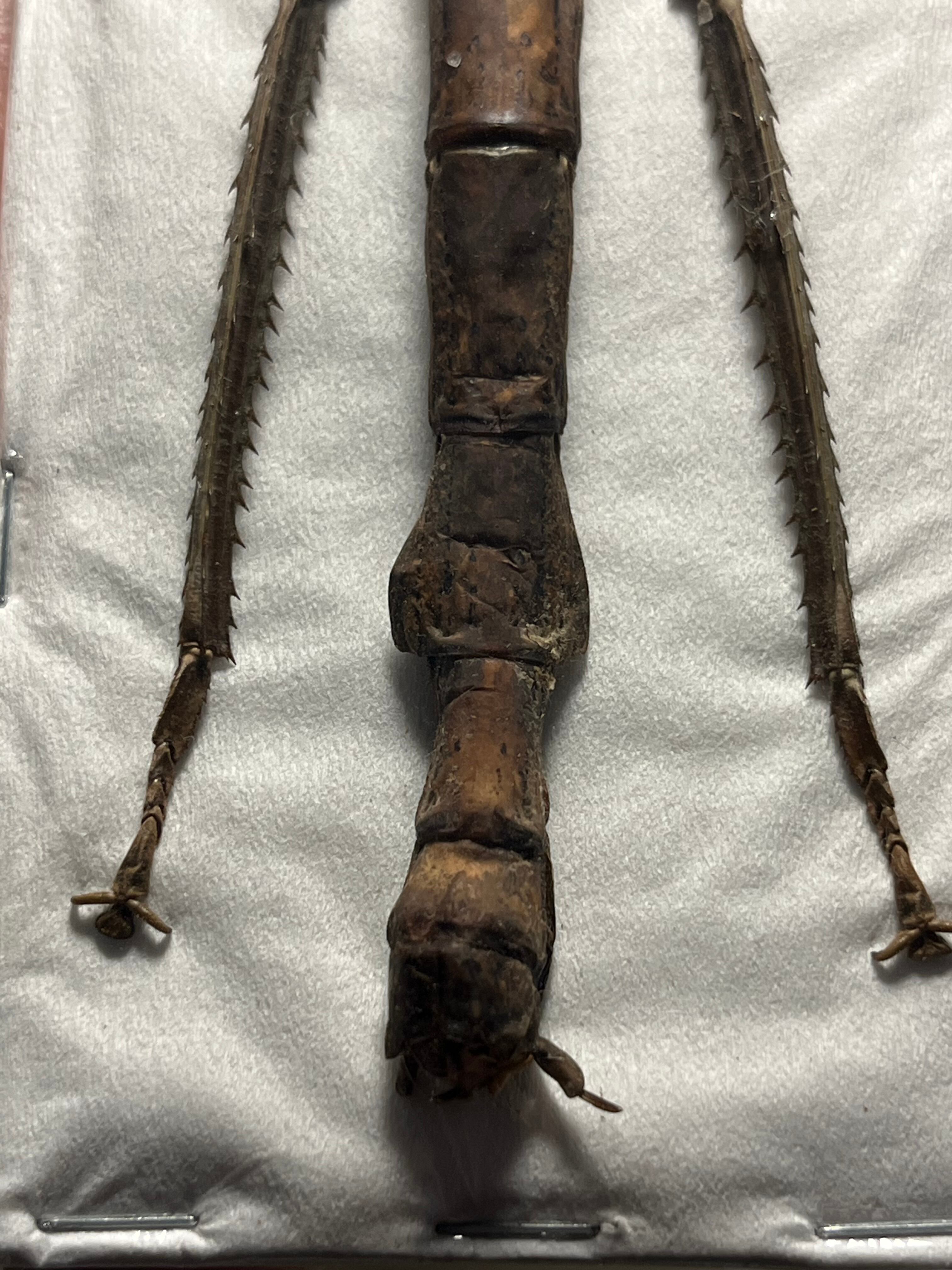 極太LAST】スマトラナナフシ コノハムシ ナナフシ カマキリ マンティス