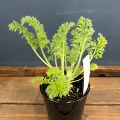 ペラルゴニウム アッペンディクラツム【585】