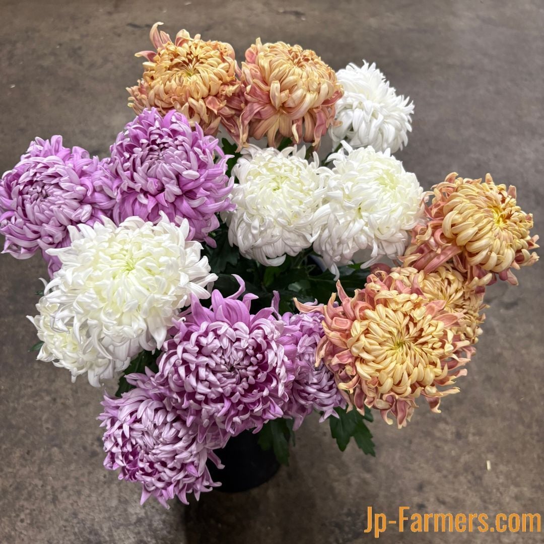 絵になる菊 セイマノア 10本 愛知県 | 新鮮お花問屋 Jp-Farmers.com
