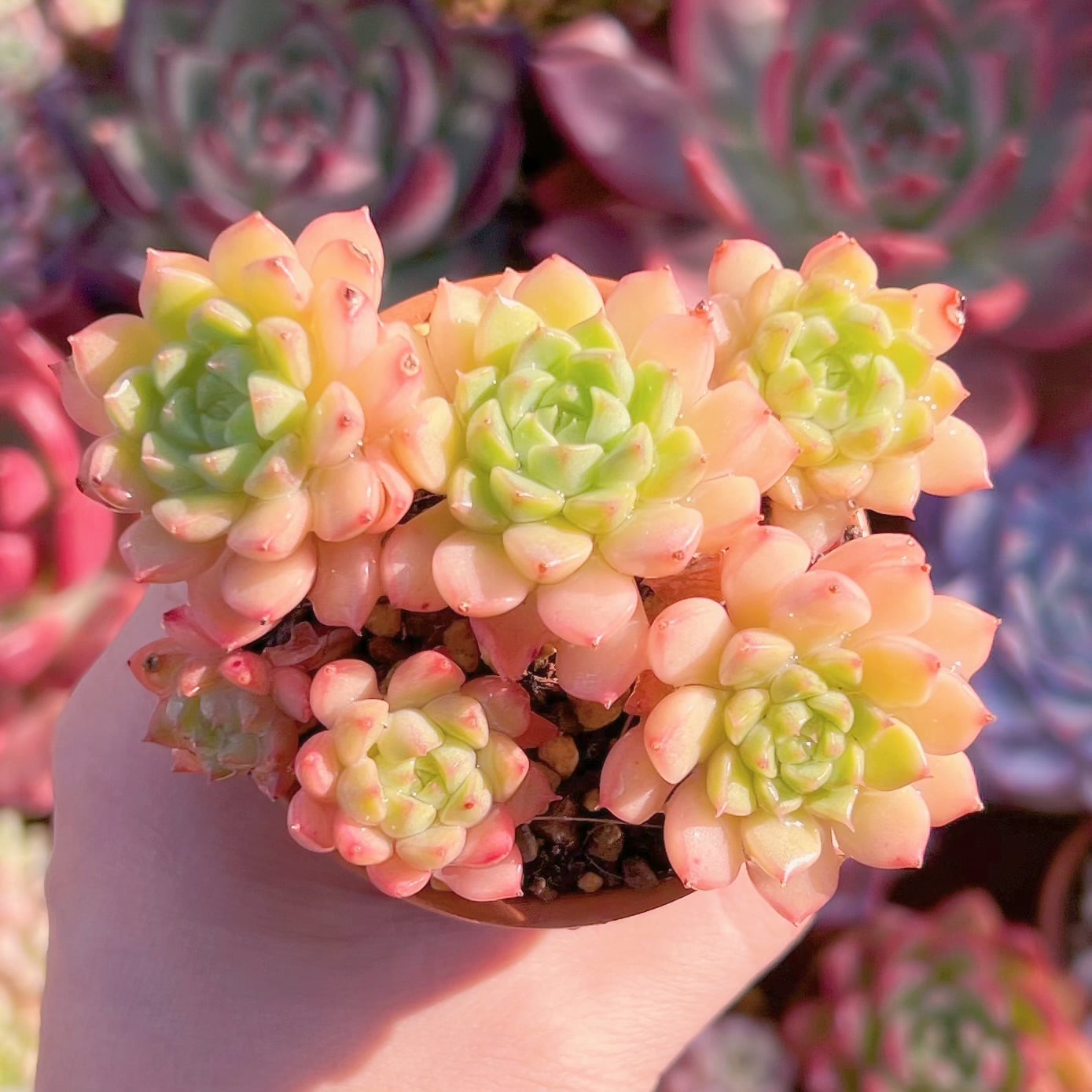多肉植物 マチカ群生 新入荷 るる農園 | るる農園~多肉植物専門