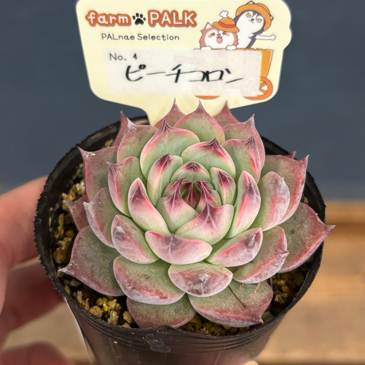 farmPALKさん苗 エケベリア ピーチコロン【790】