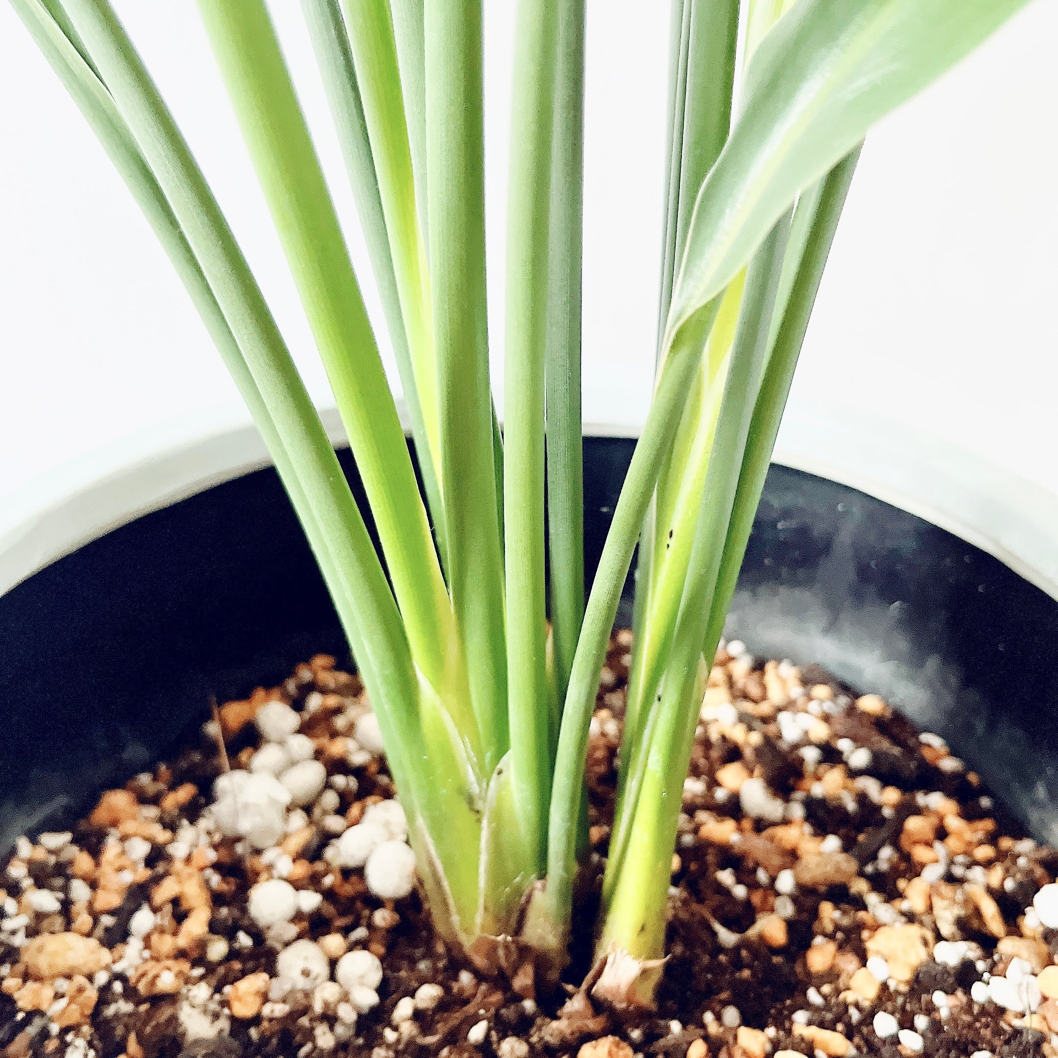 ストレリチア ノンリーフ ユンケア 陶器鉢仕立て【Premium Plants】 ストレリチア ノンリーフ ユンケア 陶器鉢仕立て【Premium Plants