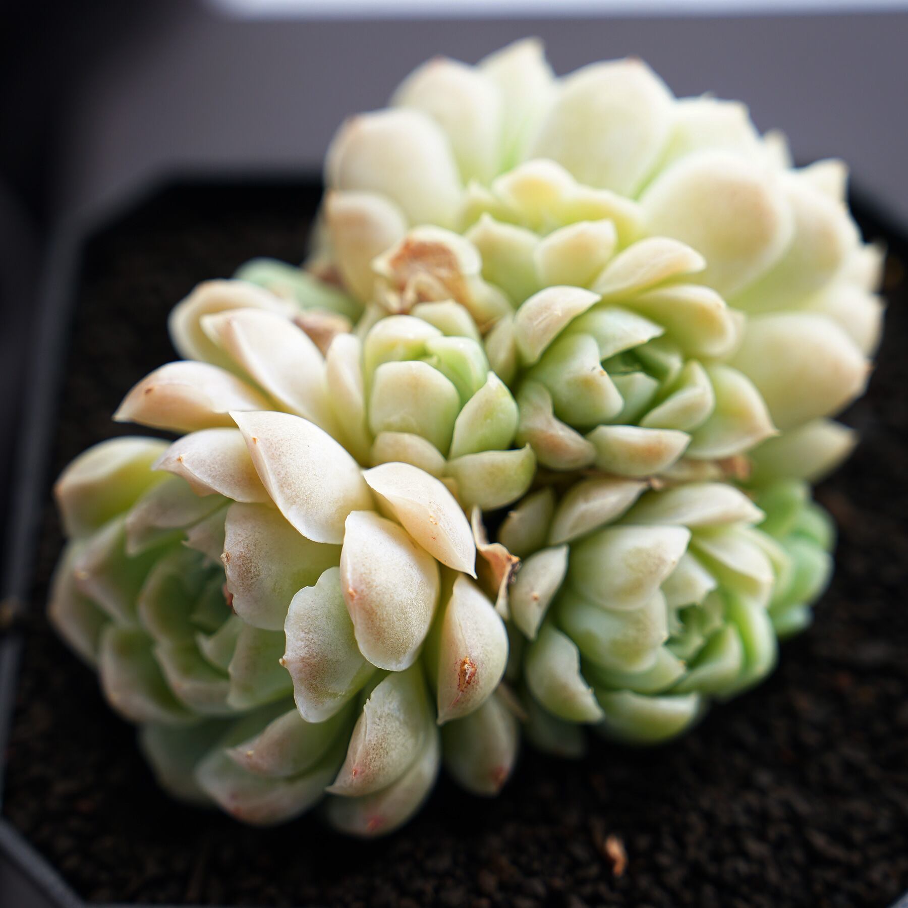 2024実生苗セットp 4センチポット 【公式通販】