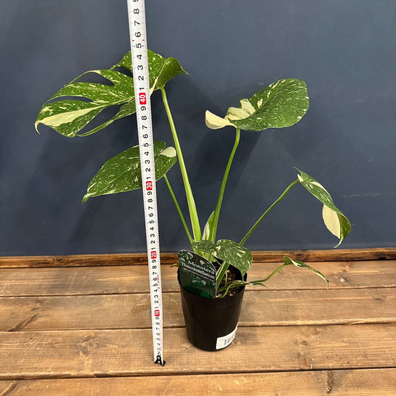 モンステラ タイコンステレーション【565】
