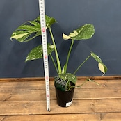 モンステラ タイコンステレーション【565】