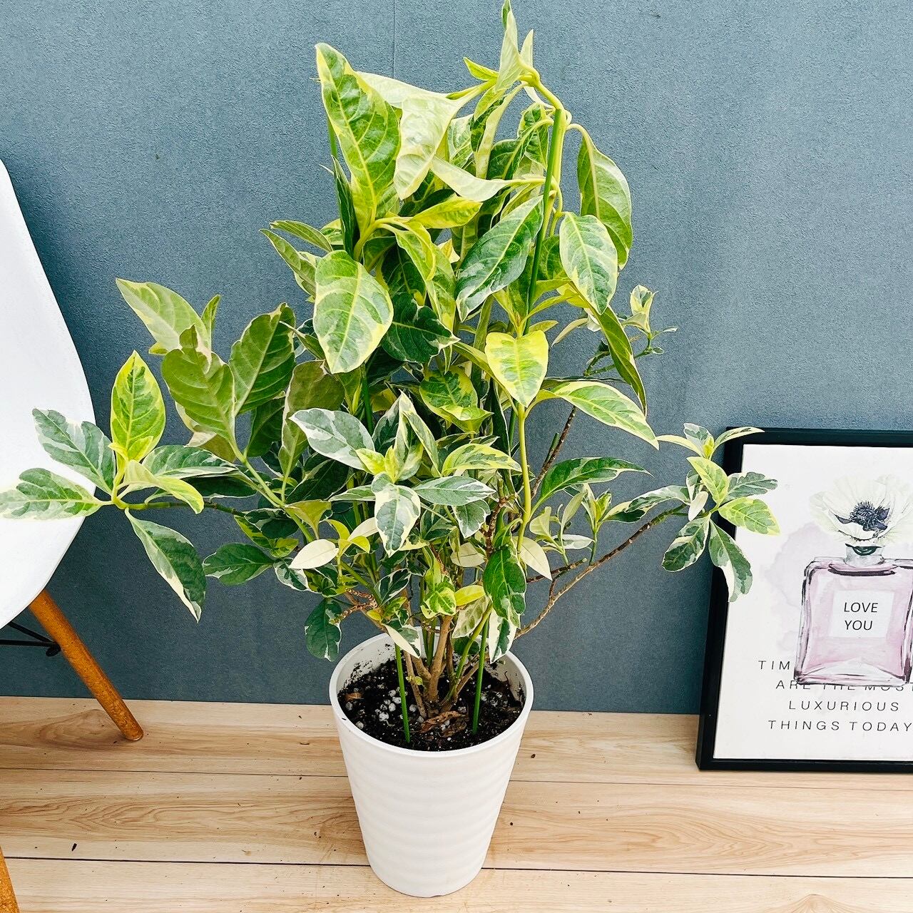 現品］☆おすすめ☆ 12番 プセウドランセマム 斑入り 8号 常緑樹