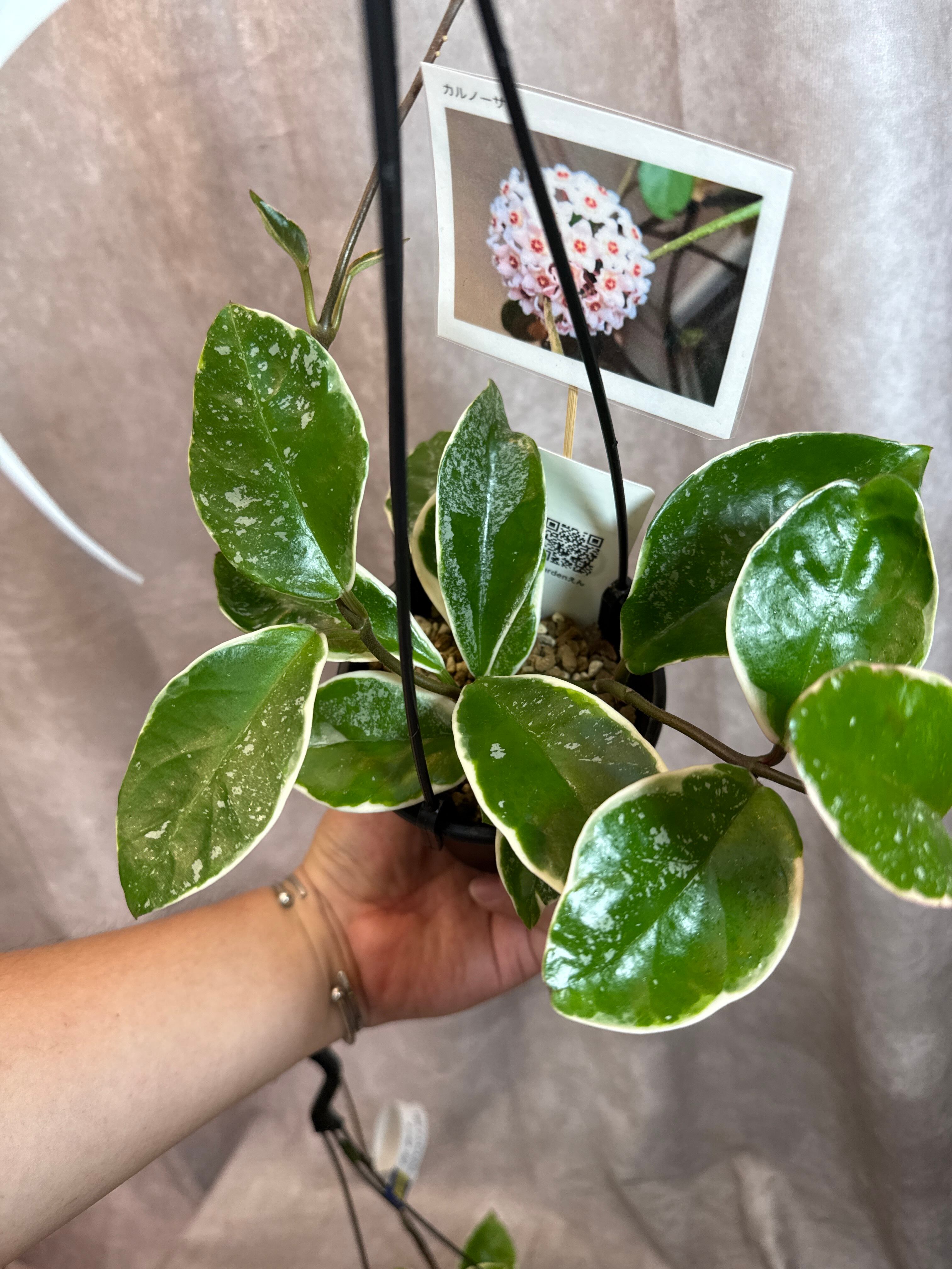 A. Hoya carnosa albomarginata splash / カルノーサ アルボ