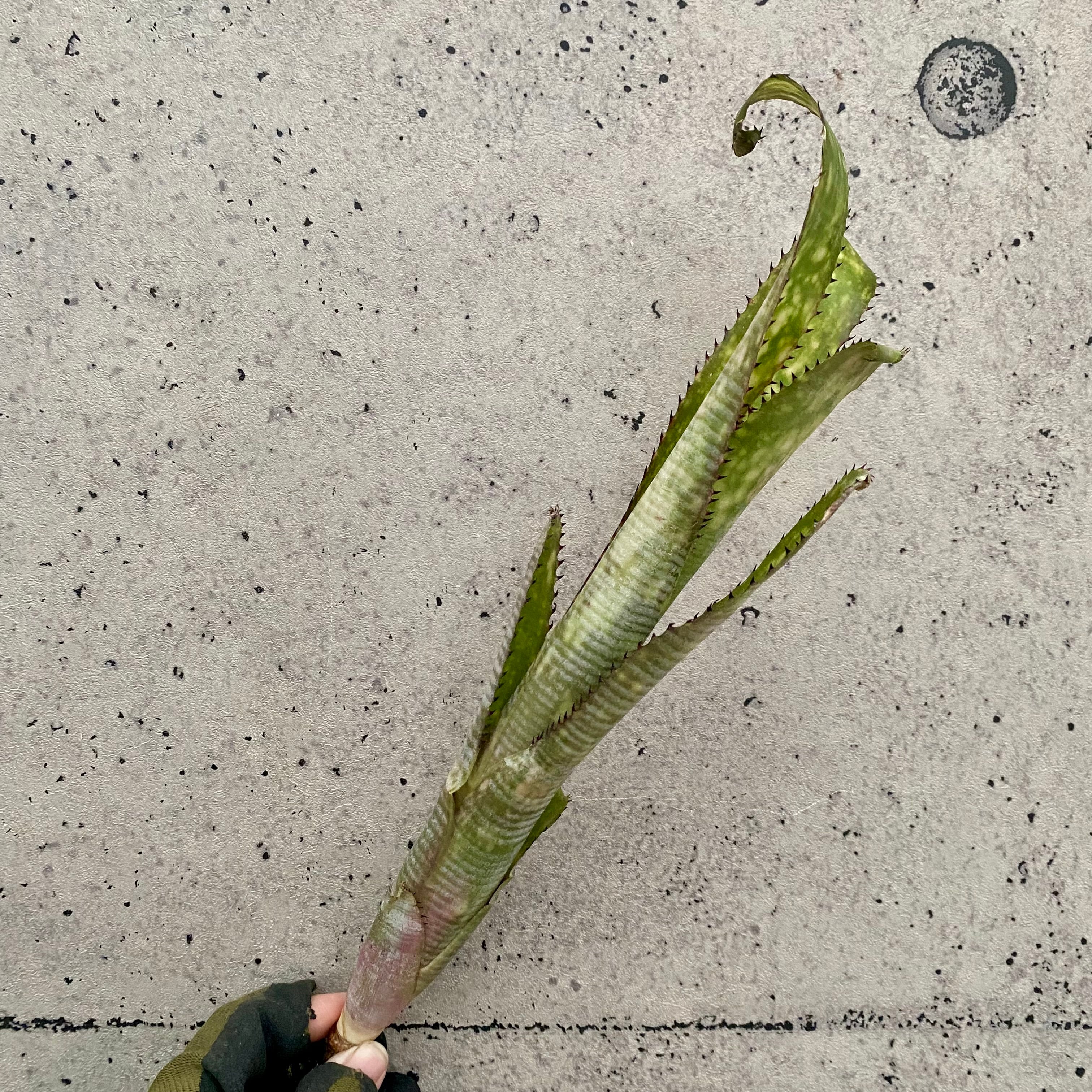 タンクブロメリア | Planet Plants プラネットプランツ タンクブロメリア | Planet Plants プラネットプランツ