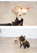 【PUPPYGALLERY公式】アトランタハーネス【ネイビー】