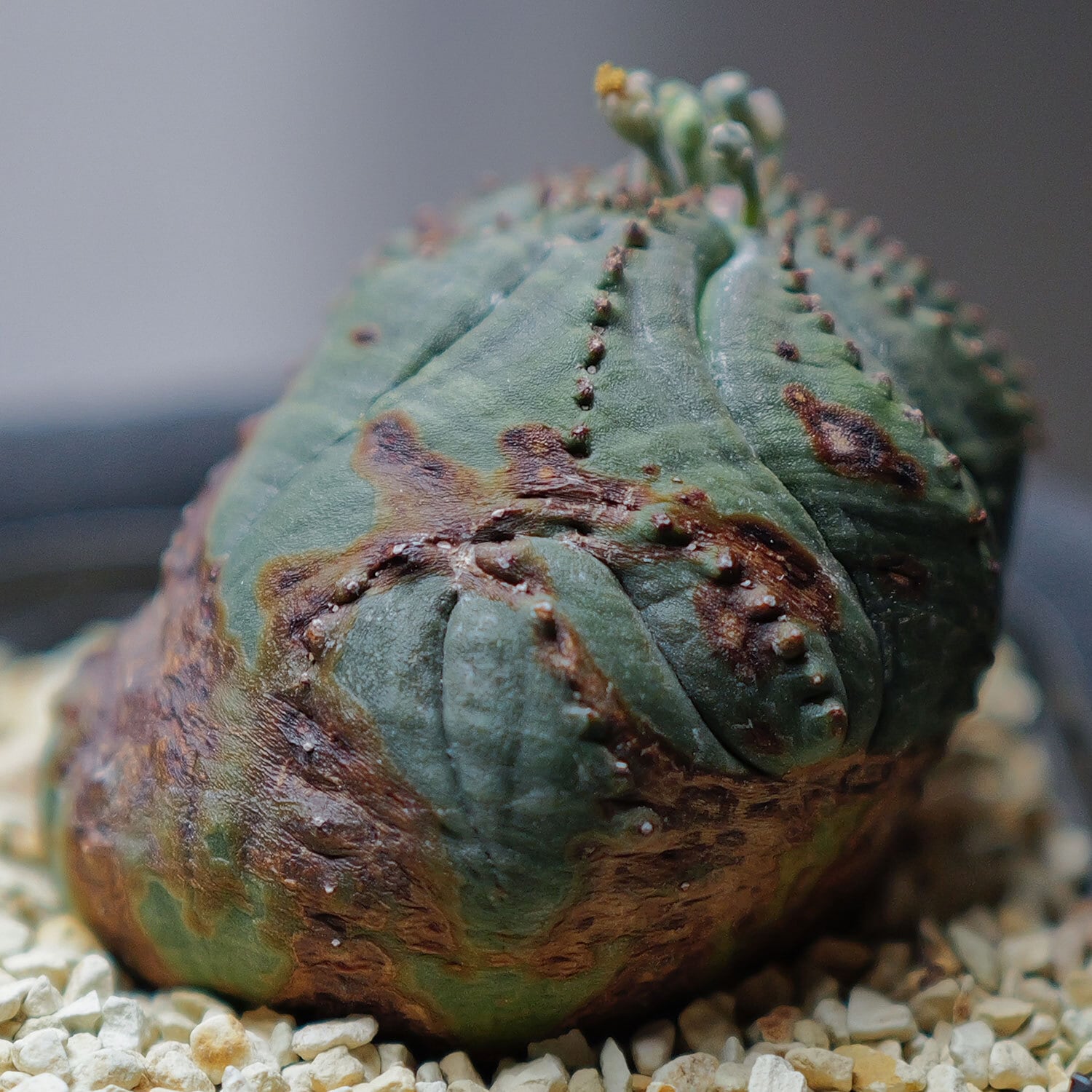 オス株 異型 捻じれ 木質化 モンスト オベサ / ユーフォルビア