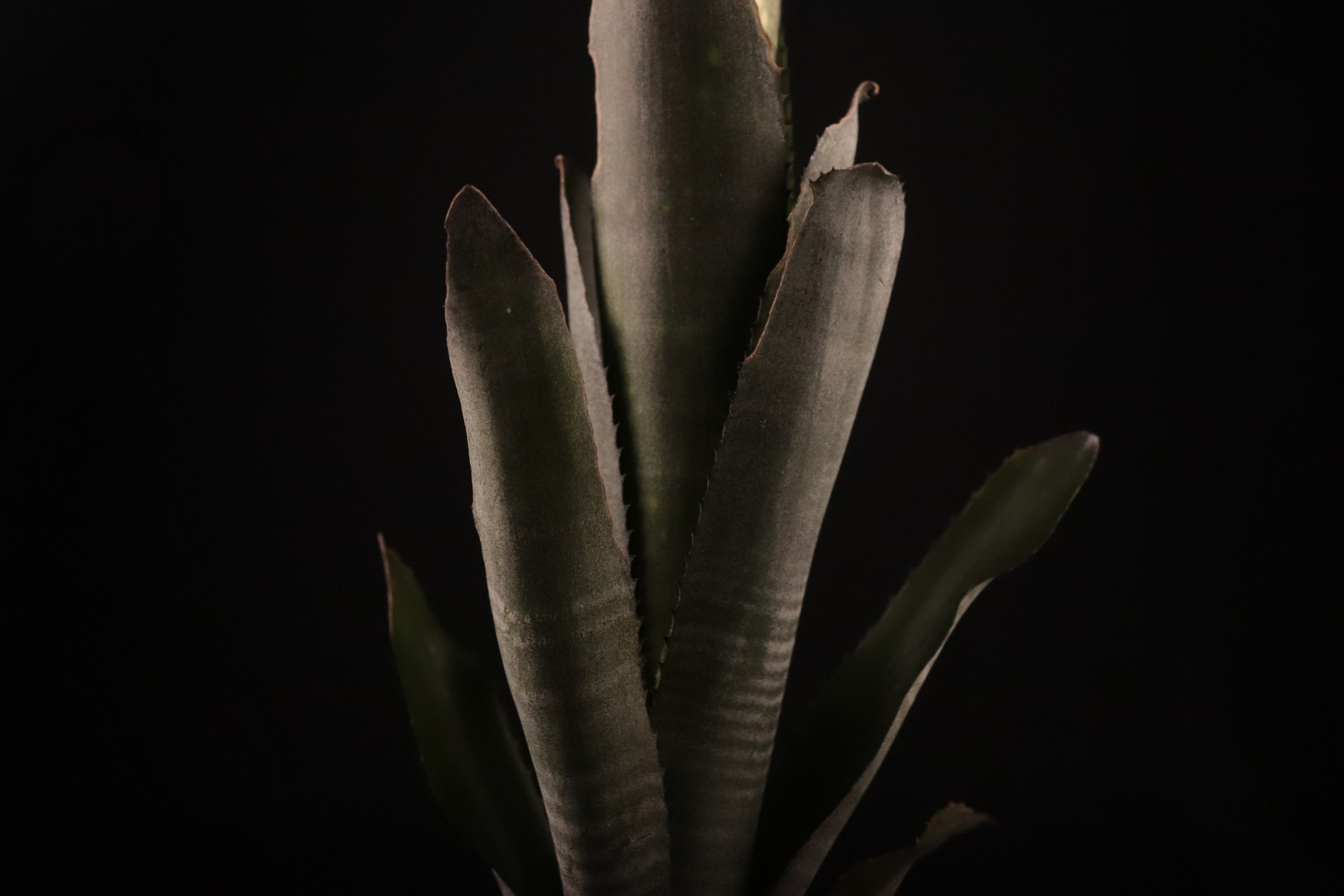 reserved】Billbergia 'Kolan Cavalier'〔ビルベルギア〕現品発送B0144