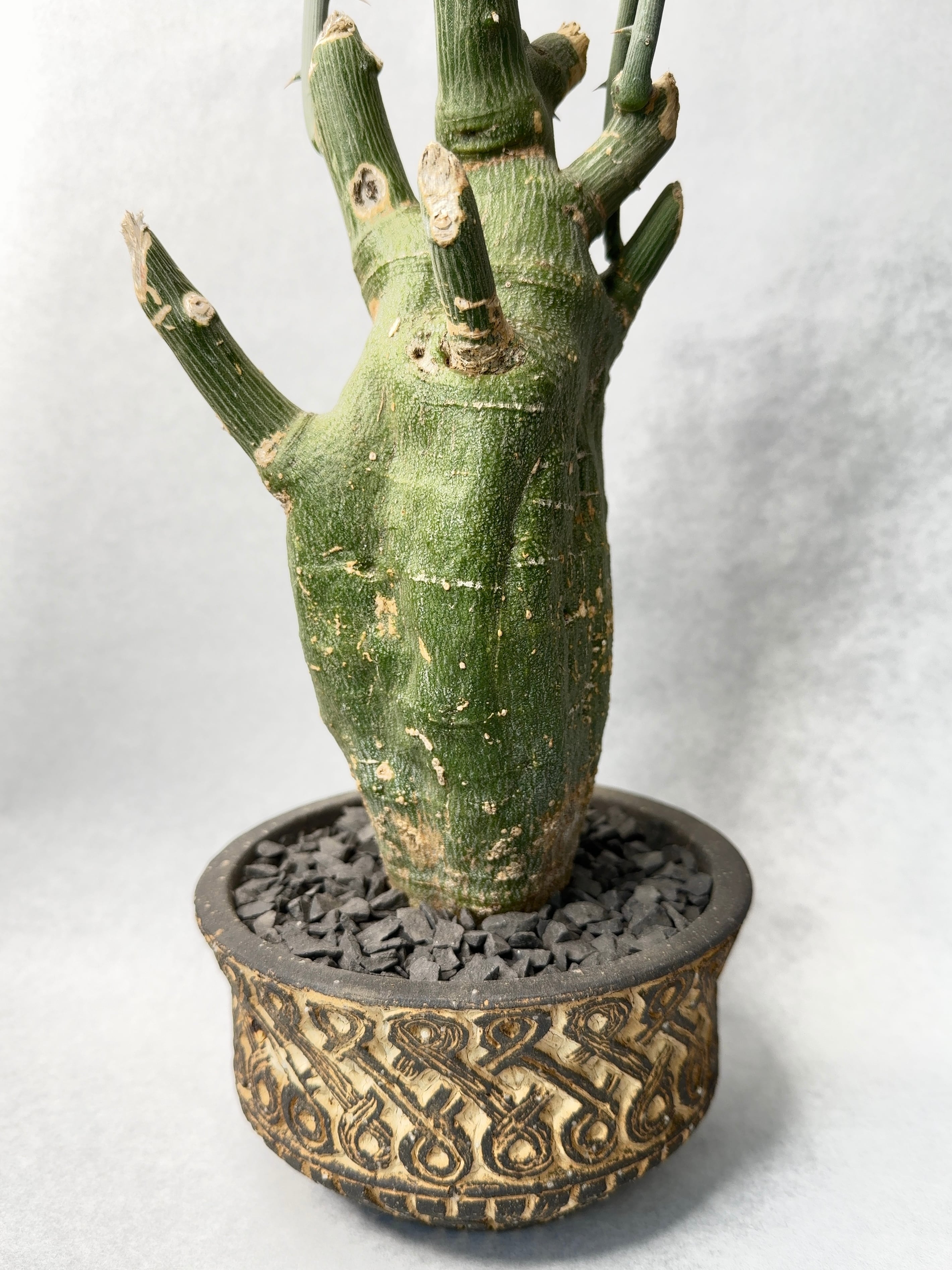 アデニア・プセウドグロボーサ | trigger