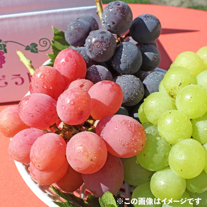 潮風®ぶどう 巨峰＆ハニーブラック（合計1kg） | すくも特産品マルシェ