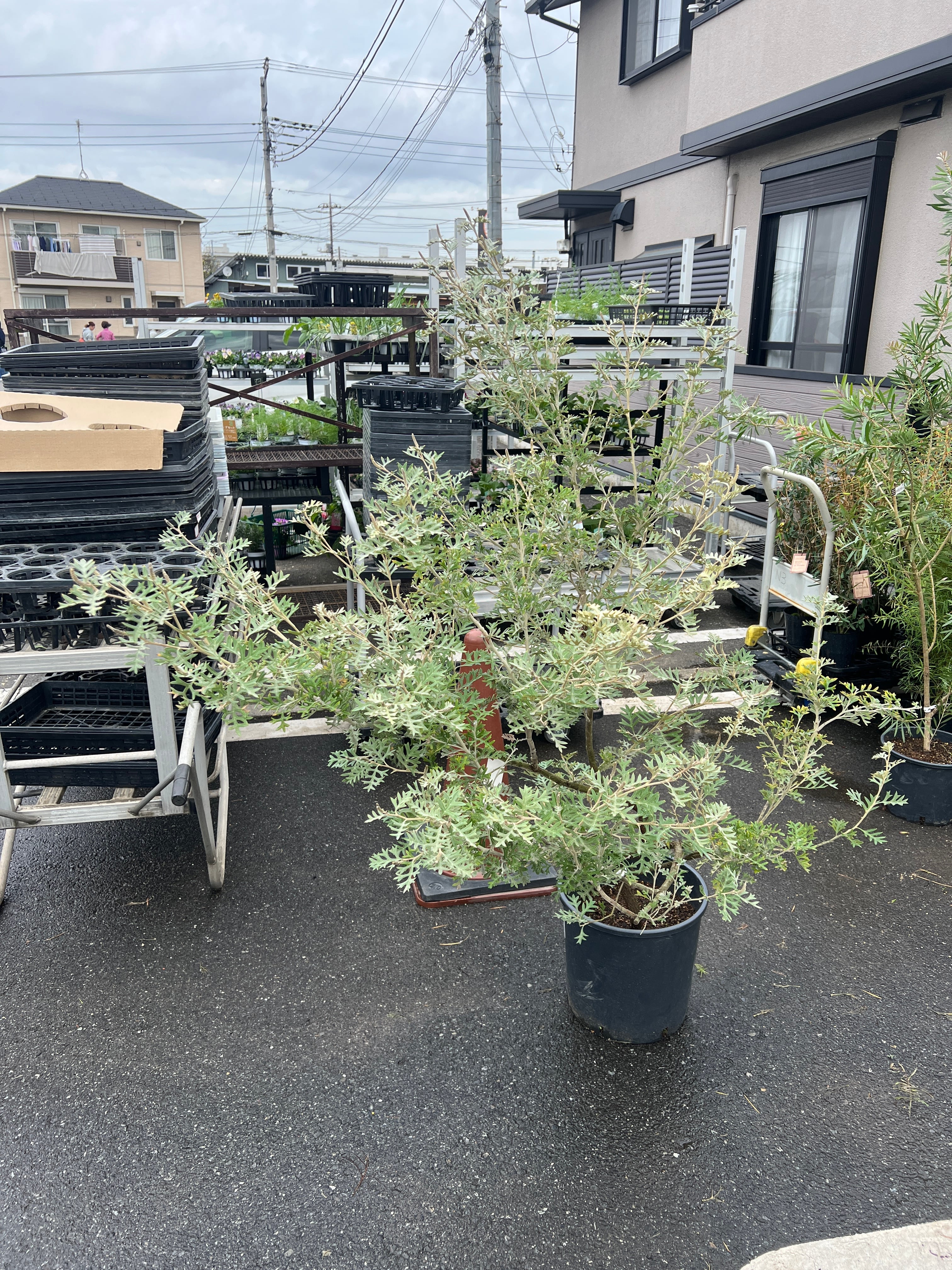 2023年発芽の栗の苗木6本/大粒/幼木/植木/庭木/盆栽用/