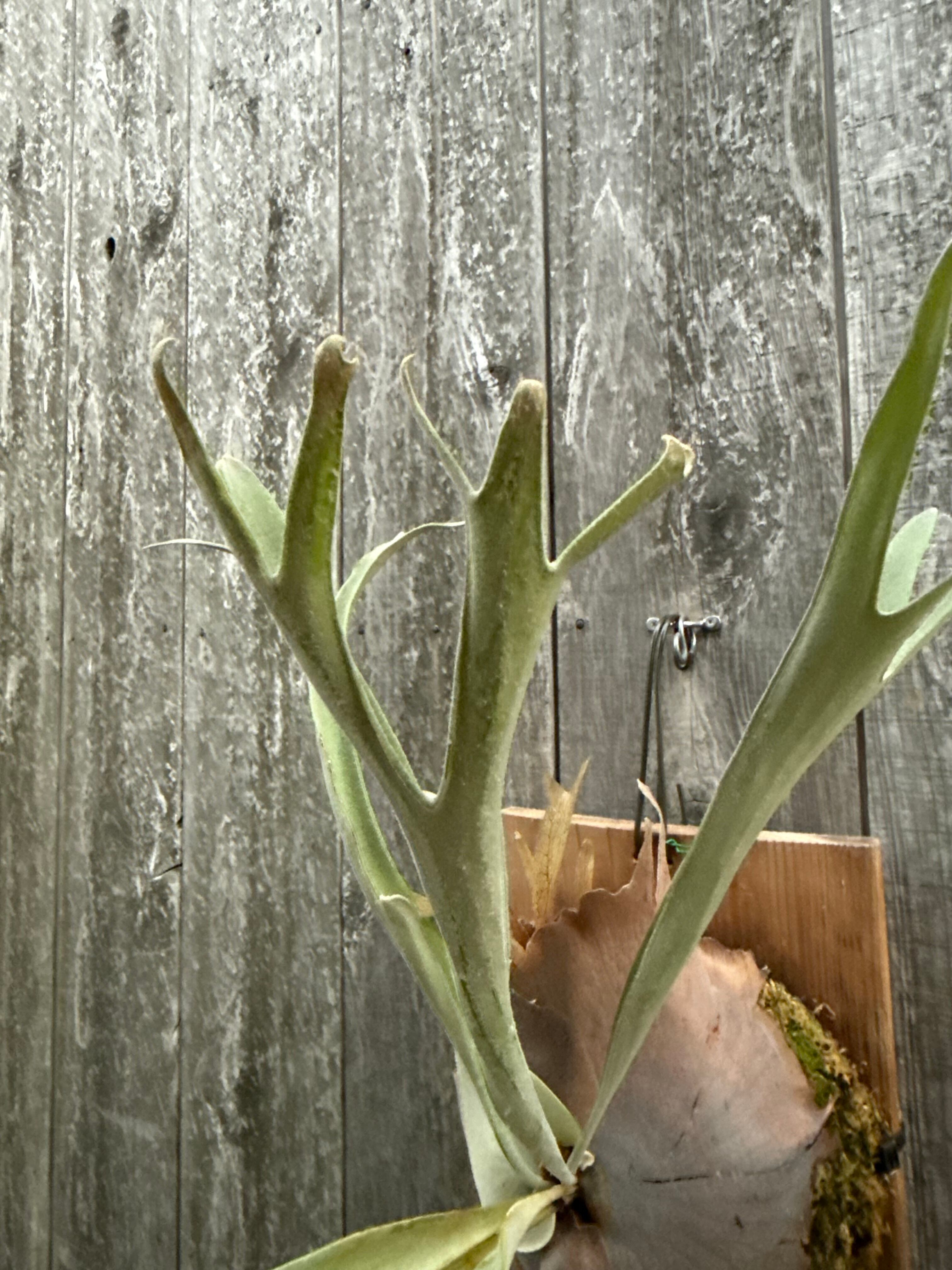 P. veitchii cv. Pang Sida (pup) | naturefix