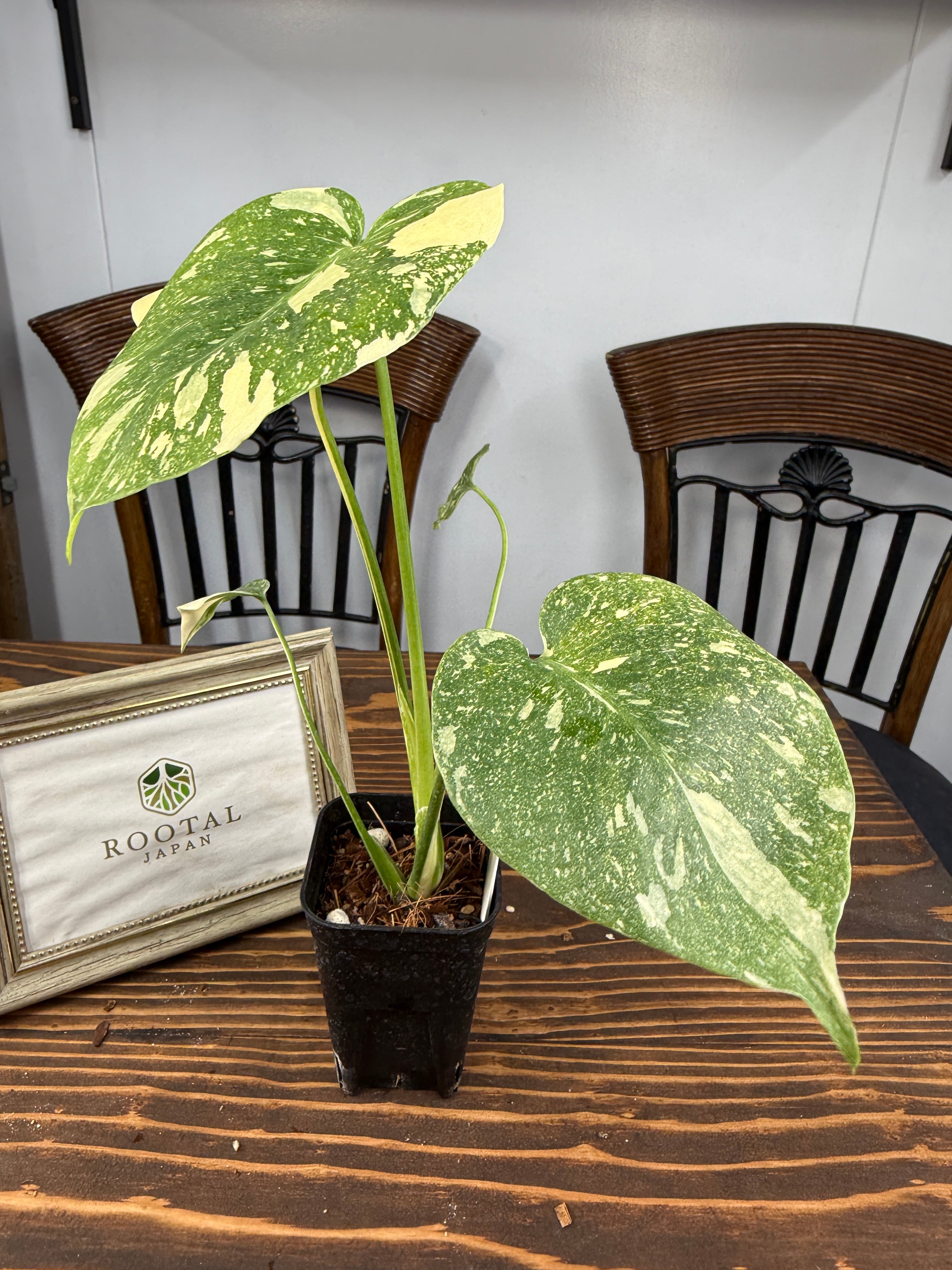 ① モンステラ　デリシオーサ　タイコンステレーション　極斑　美斑　ハイグレード株 モンステラ デリシオーサ タイコンステレーション 斑入り モンステラ