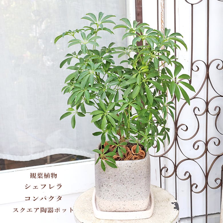 常緑苗木 オリーブ シプレッシーノ 3号 ソウジュ 創樹 SOUJU 庭木