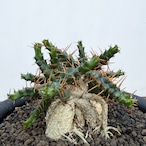 Euphorbia stellata ssp. micracantha【ユーフォルビア・ミクラカンサ】