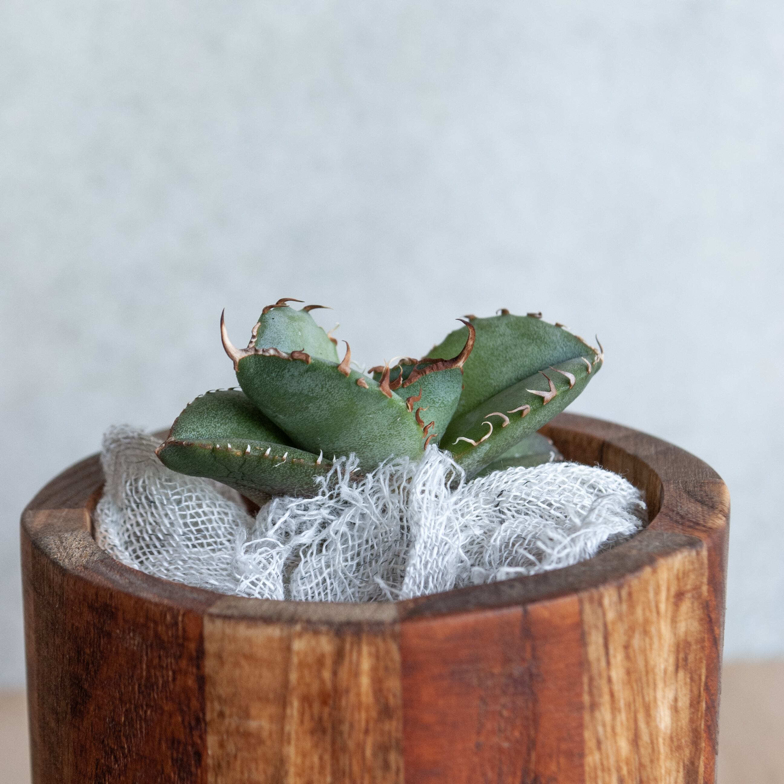 親株】アガベ チタノタ コンパクタ オテロイ agave titanota 子株付き