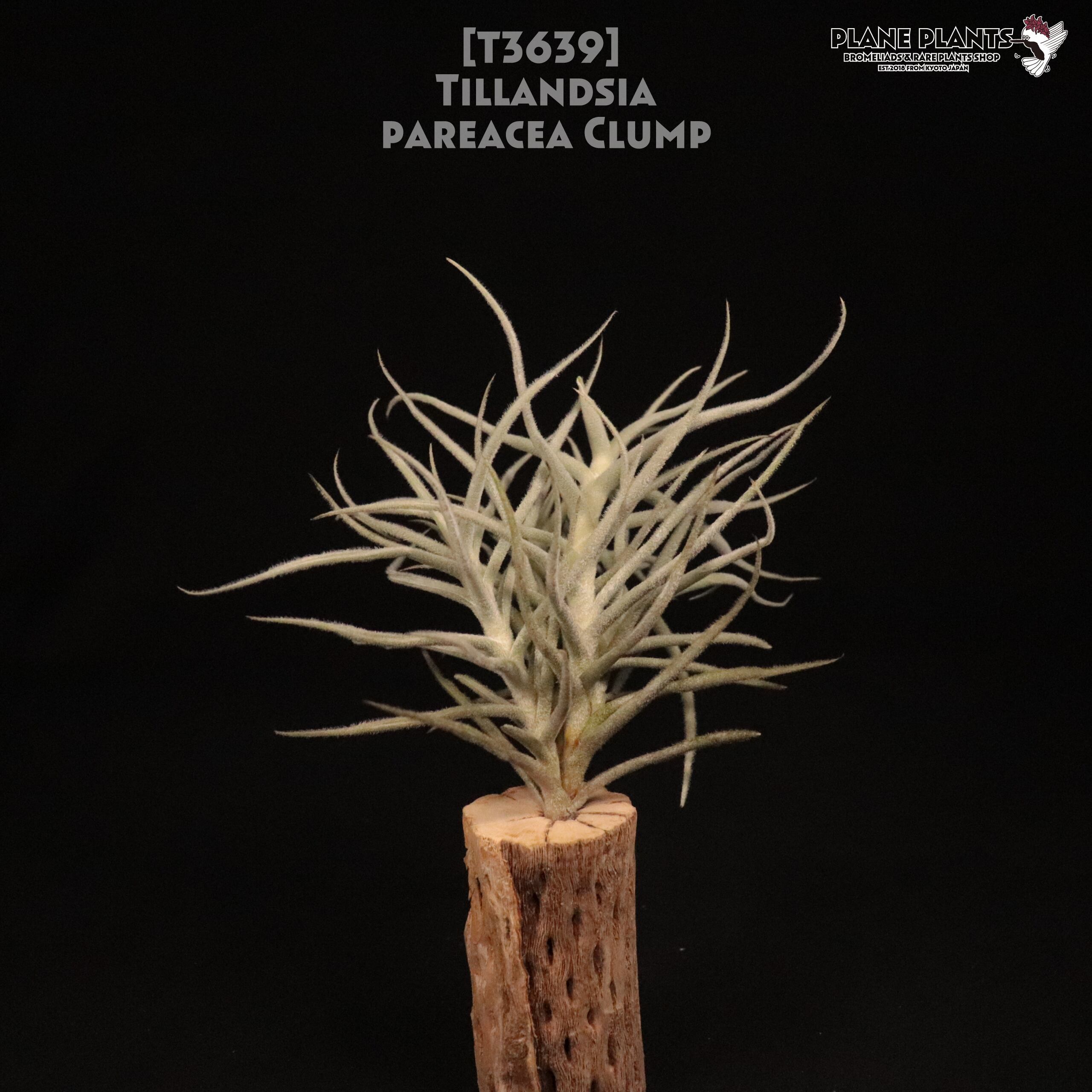【送料無料】パレアセア クランプ〔エアプランツ〕現品発送T3639